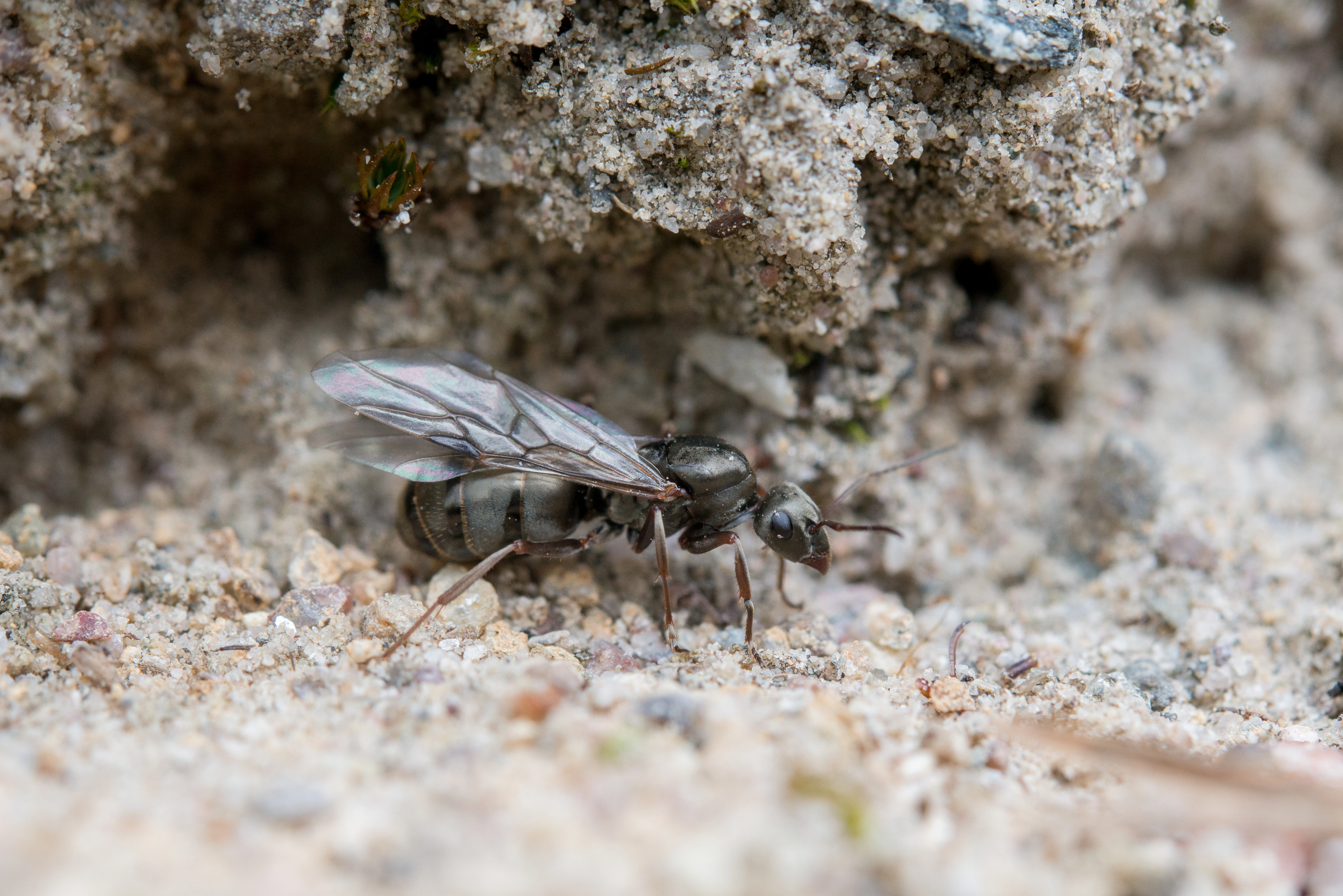 : Formica (Serviformica) cinerea.