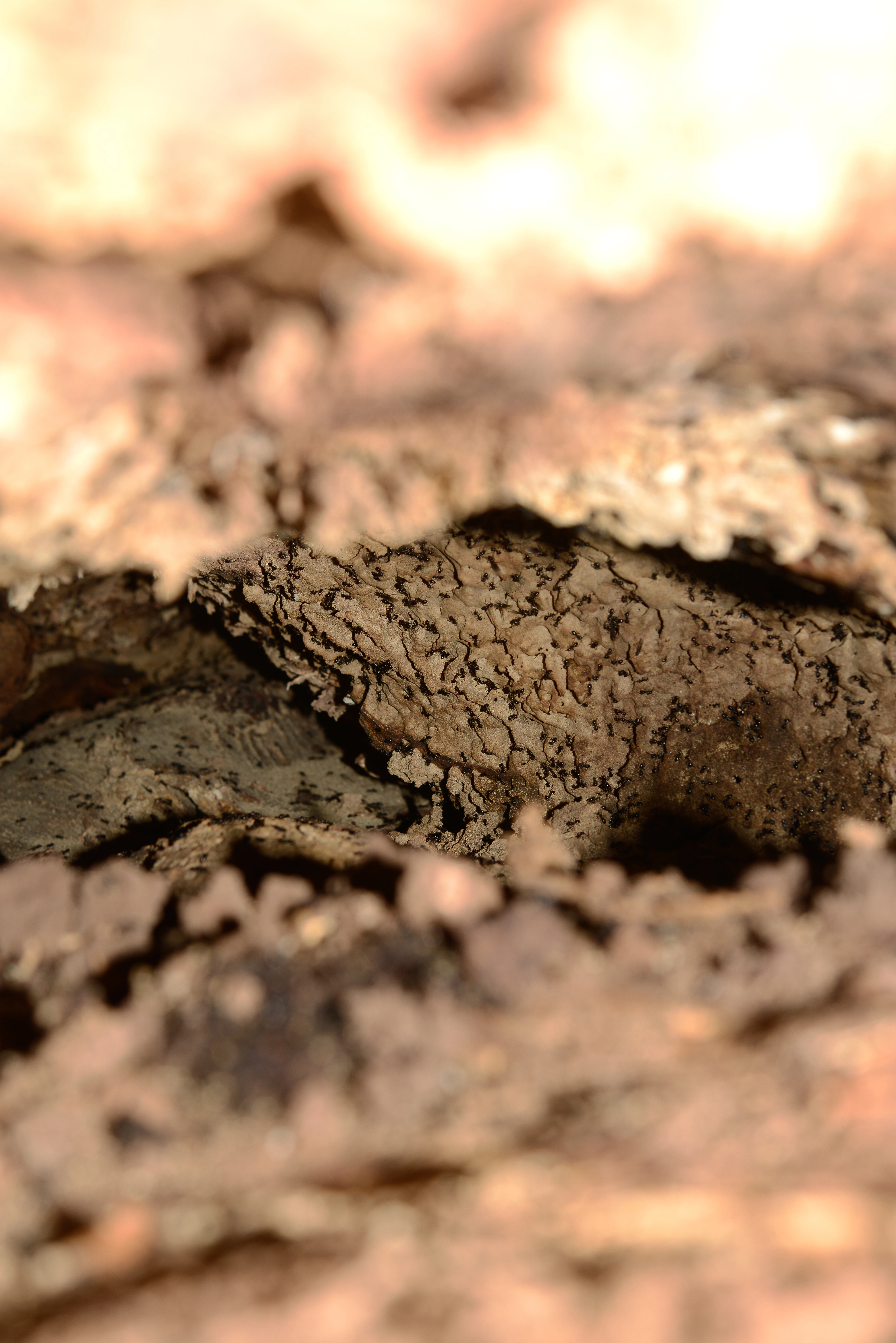 : Lasius (Dendrolasius) fuliginosus.