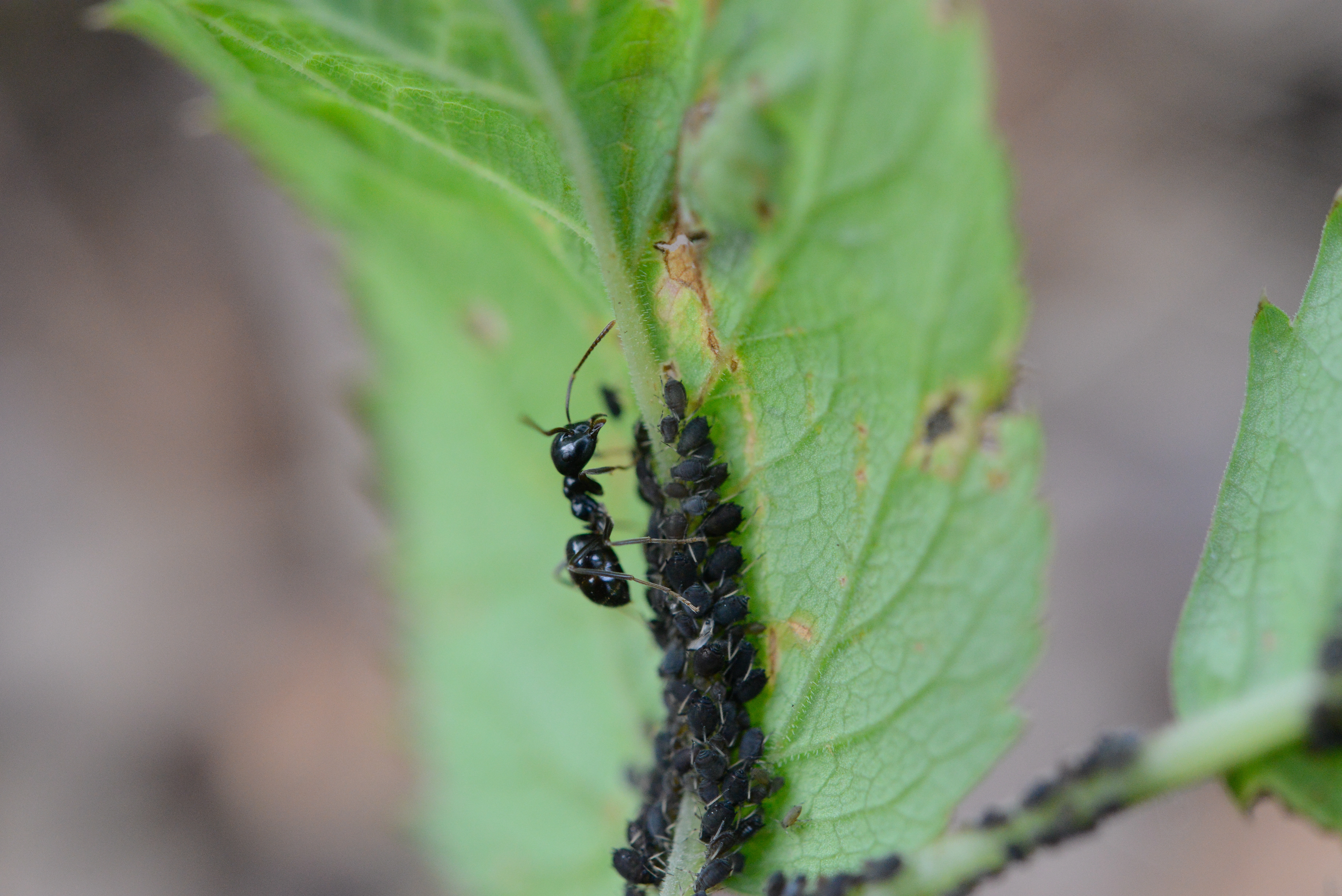 : Lasius (Dendrolasius) fuliginosus.