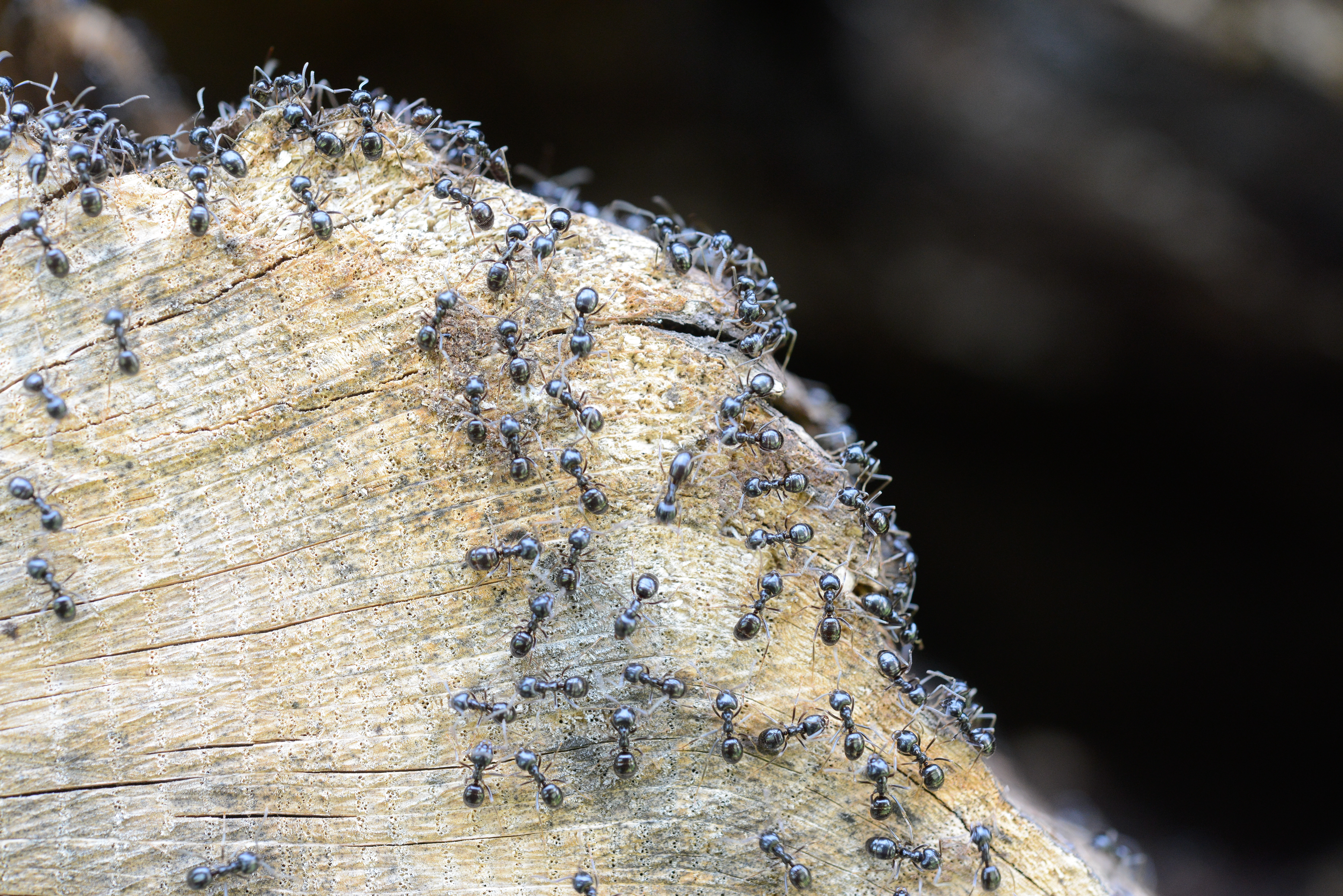 : Lasius (Dendrolasius) fuliginosus.