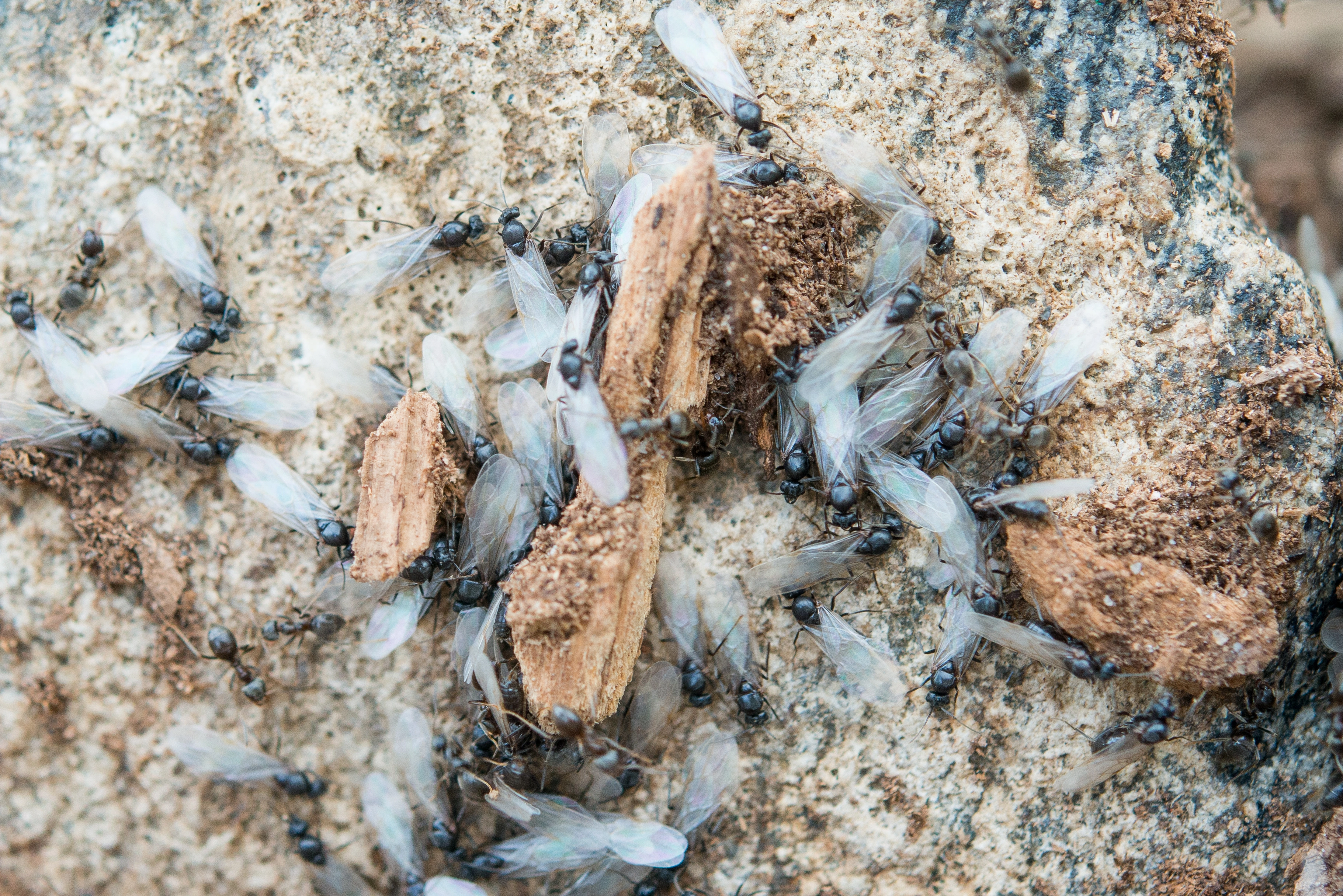 : Lasius (Lasius) niger.