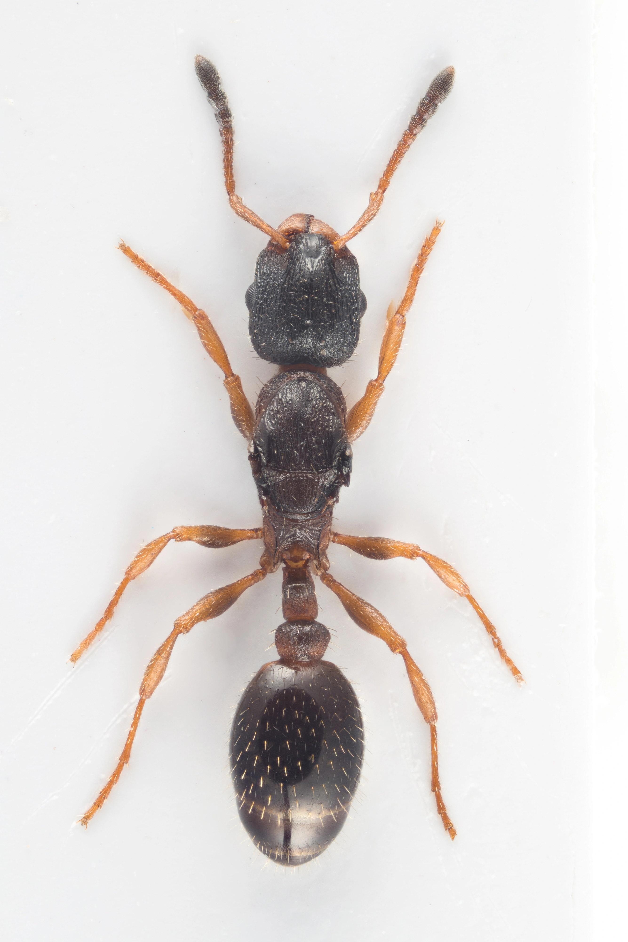 : Leptothorax acervorum.