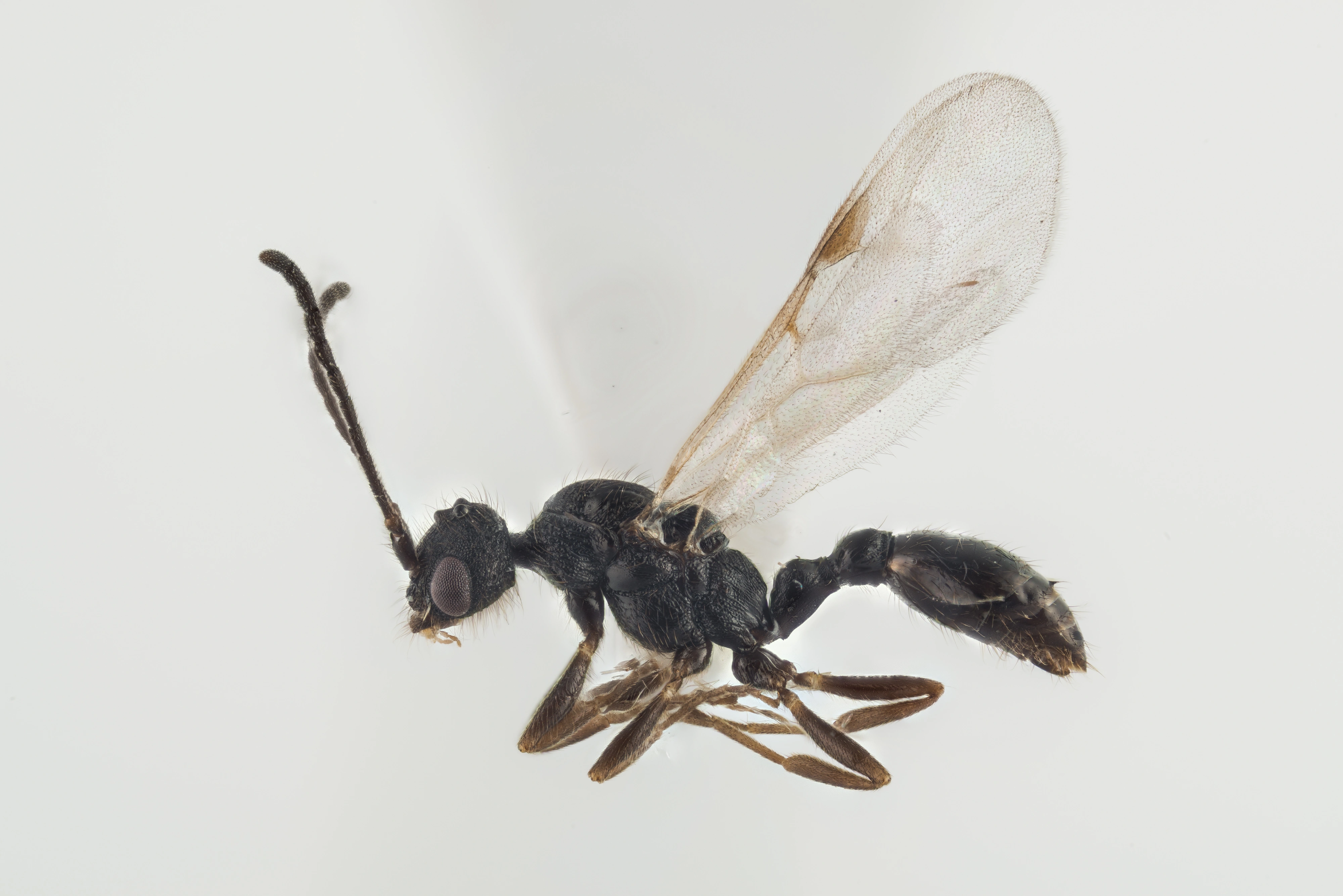 : Leptothorax acervorum.