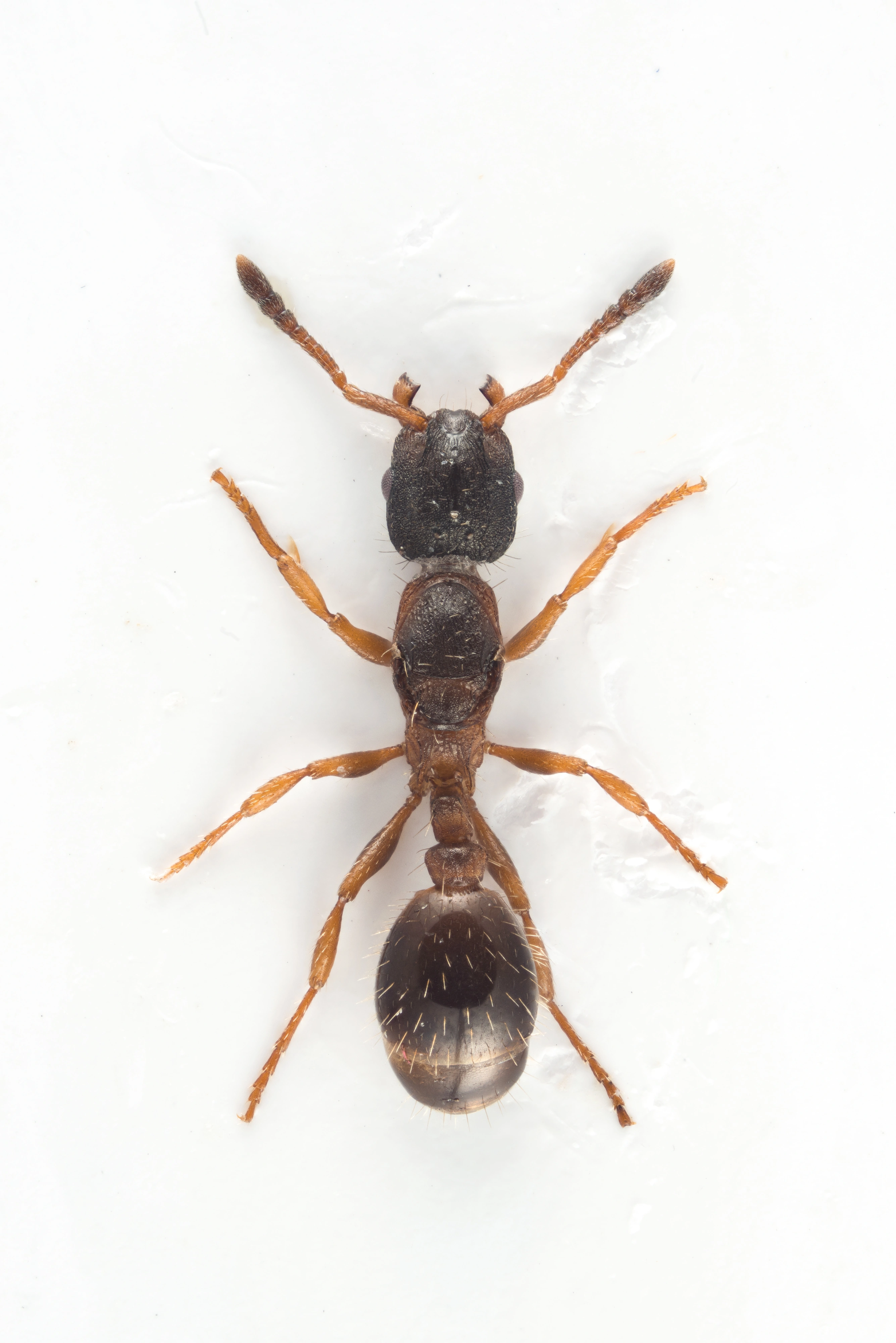 : Leptothorax goesswaldi.