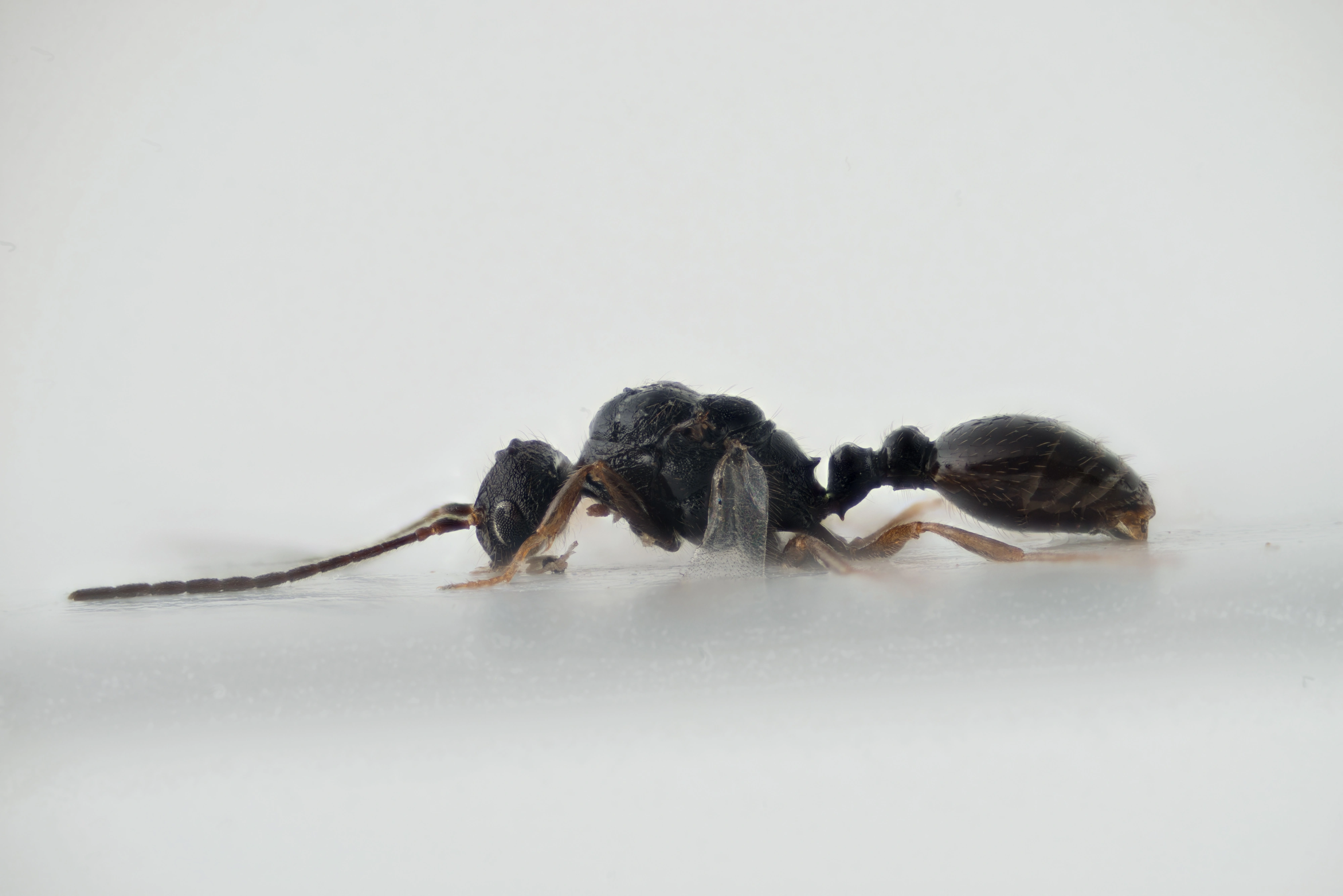 : Leptothorax kutteri.