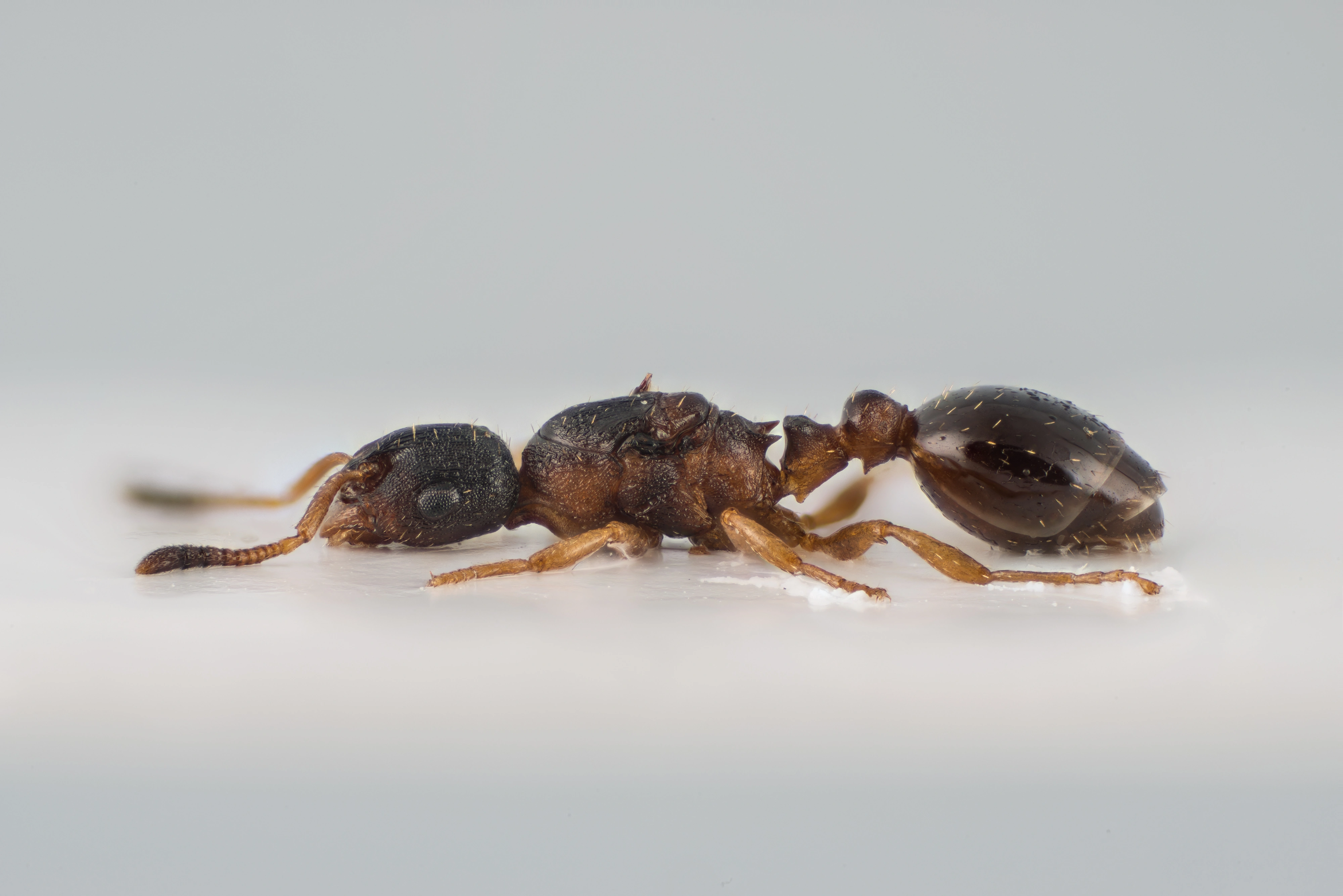 : Leptothorax kutteri.