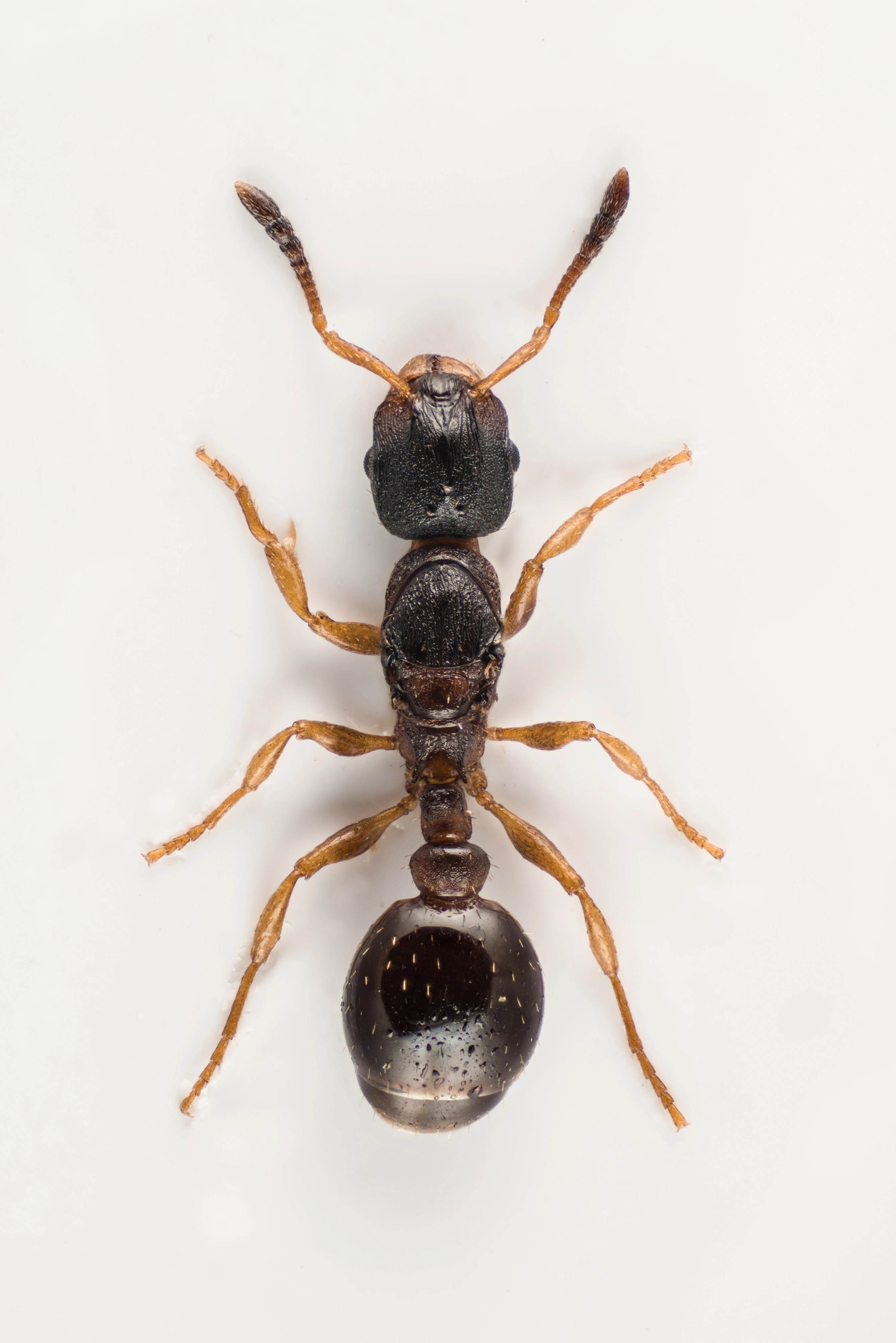 : Leptothorax kutteri.