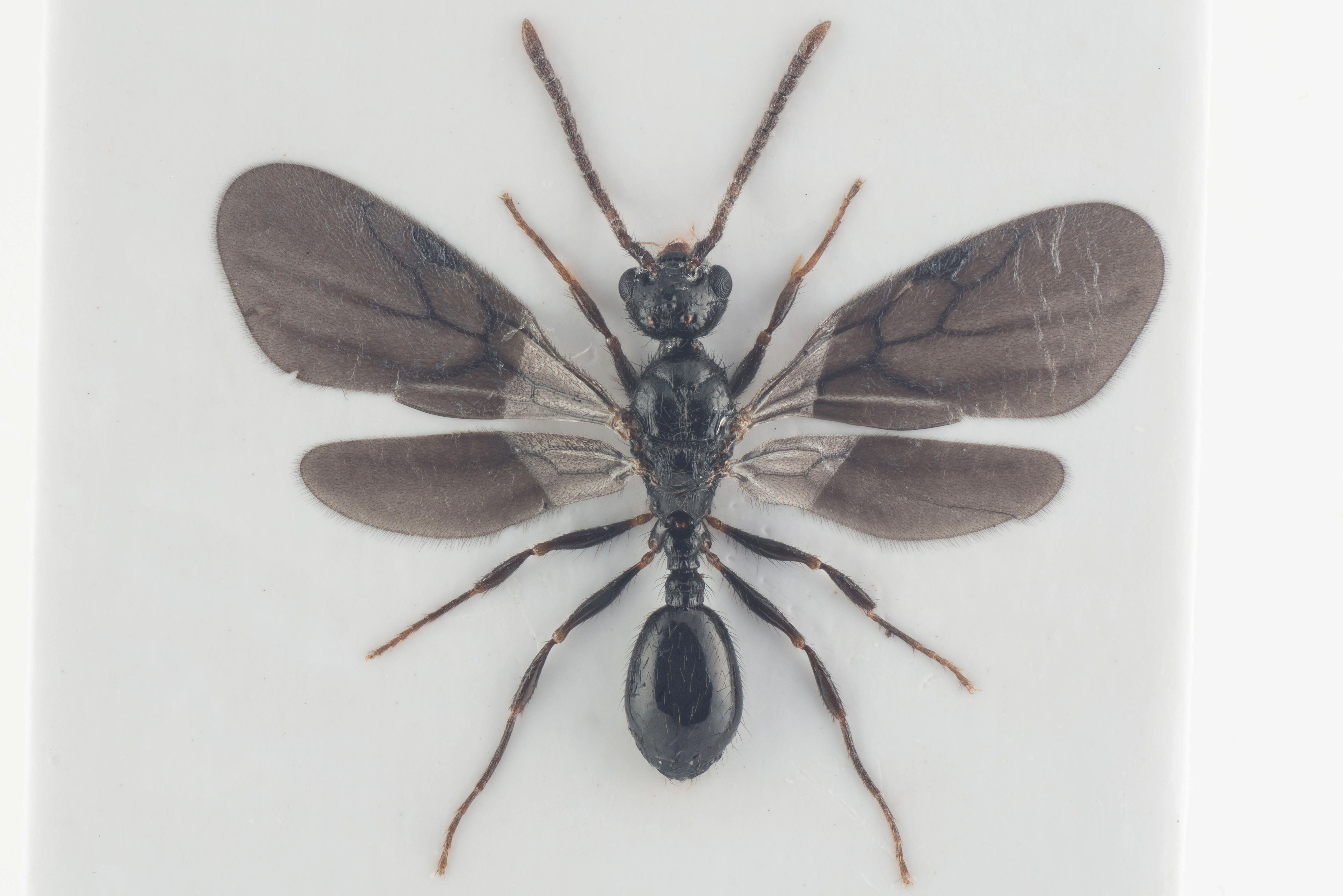 : Myrmecina graminicola.