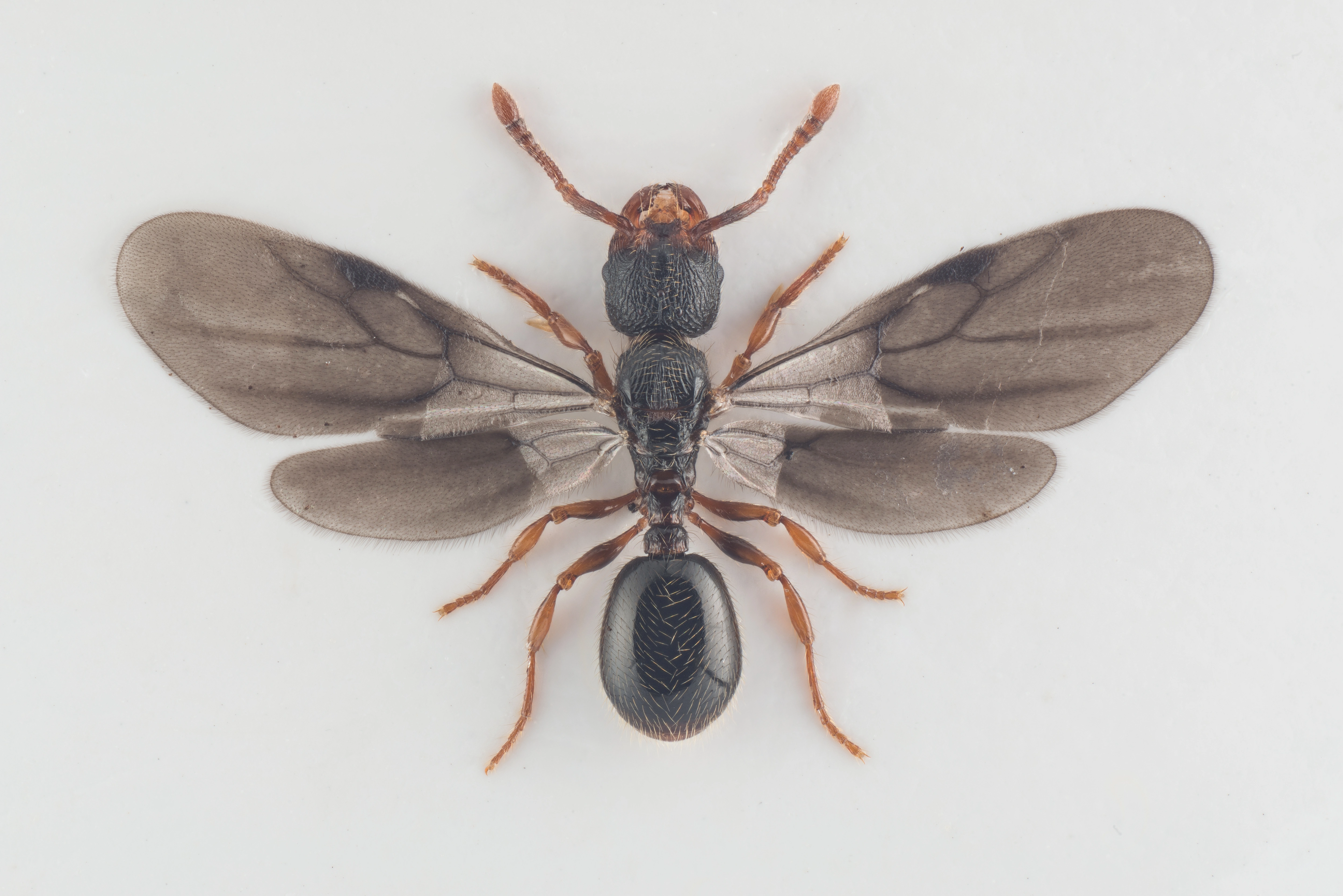 : Myrmecina graminicola.