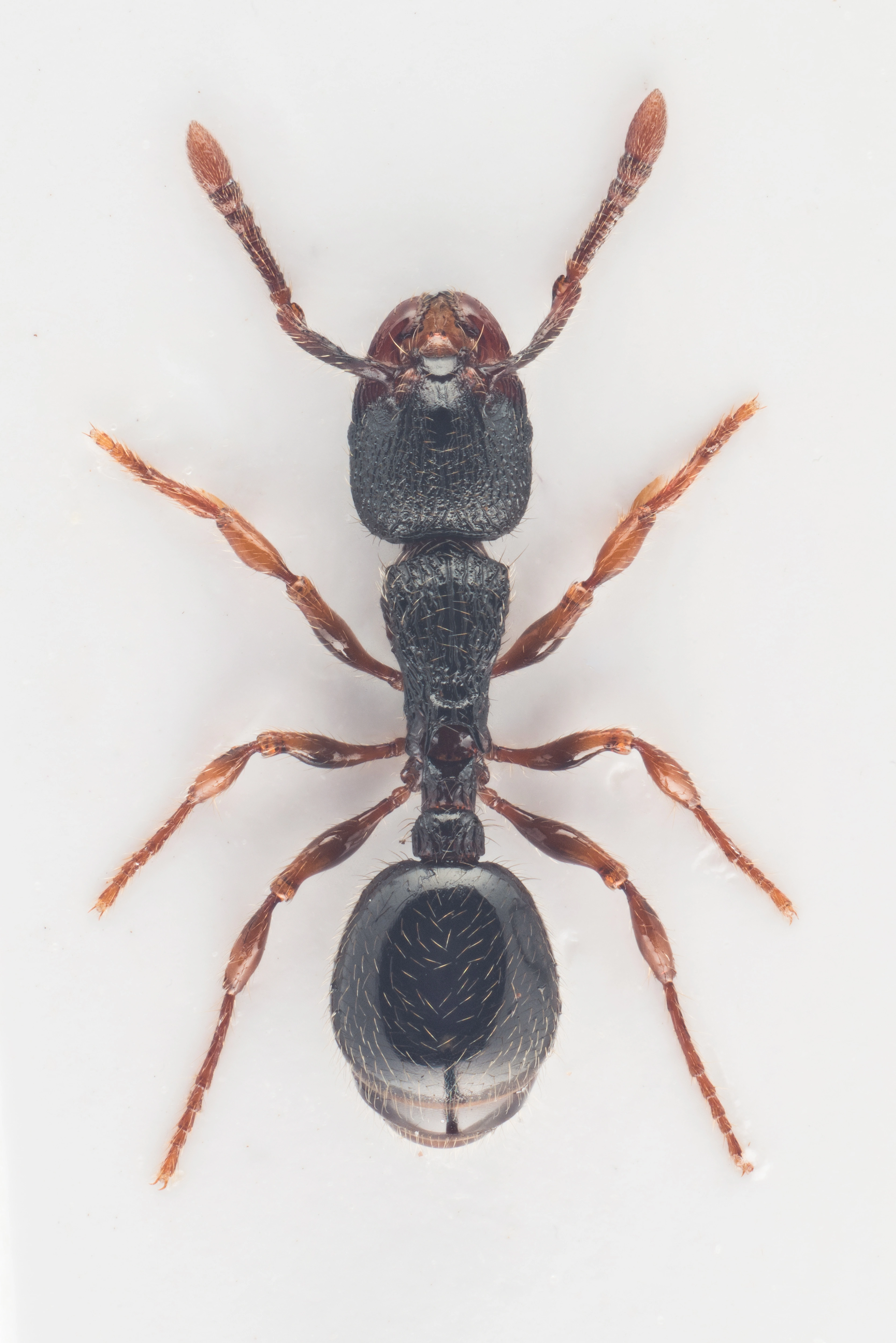 : Myrmecina graminicola.