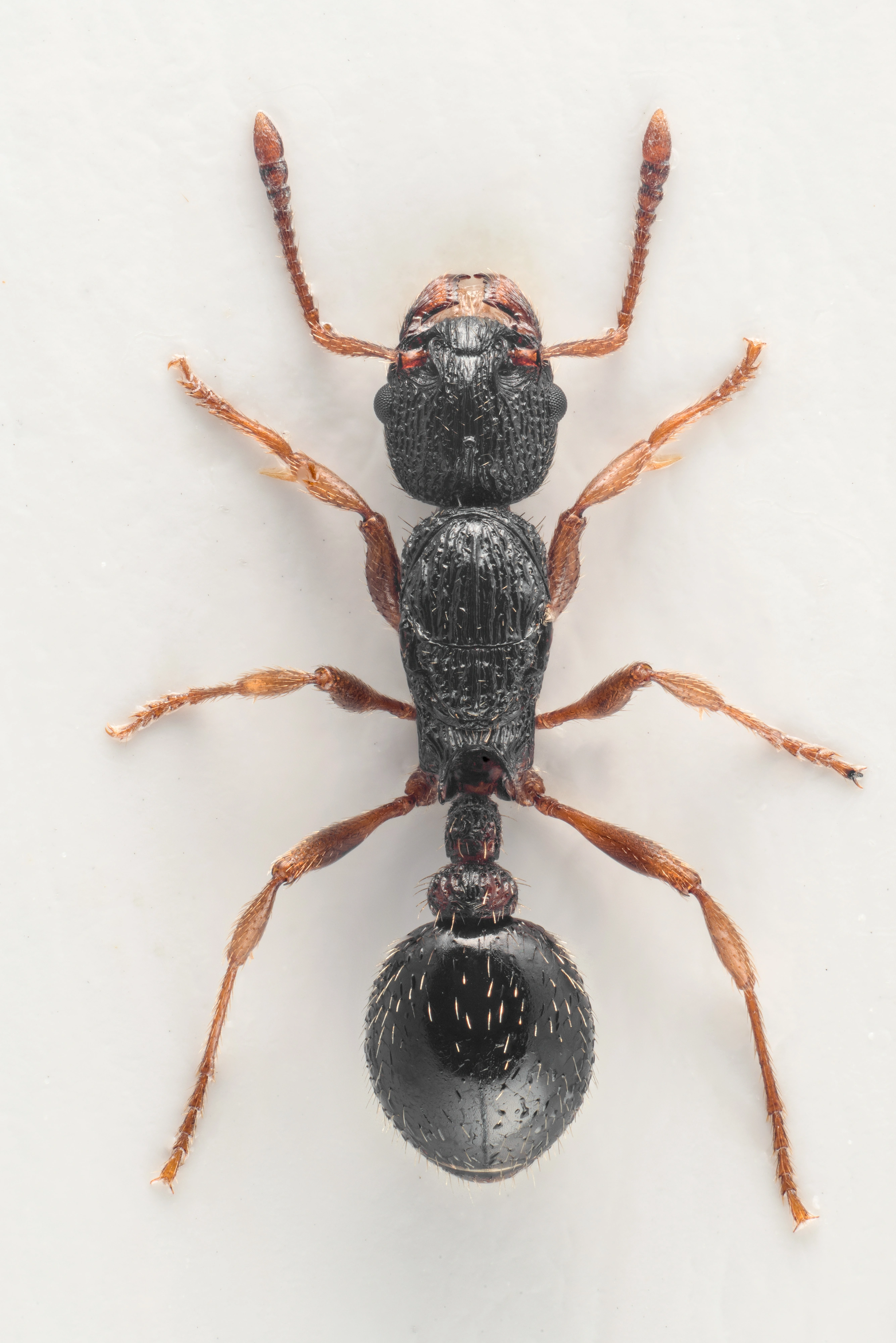 : Myrmica lobicornis.