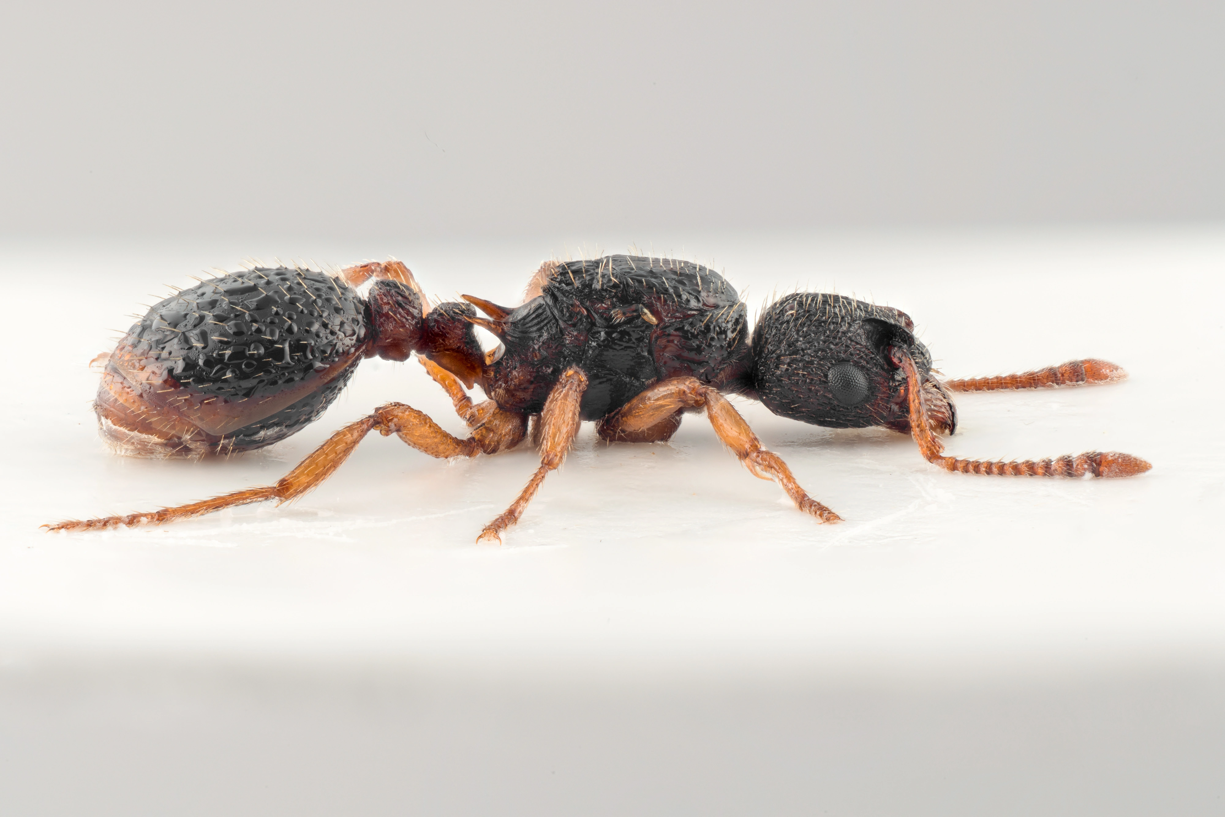 : Myrmica lobicornis.