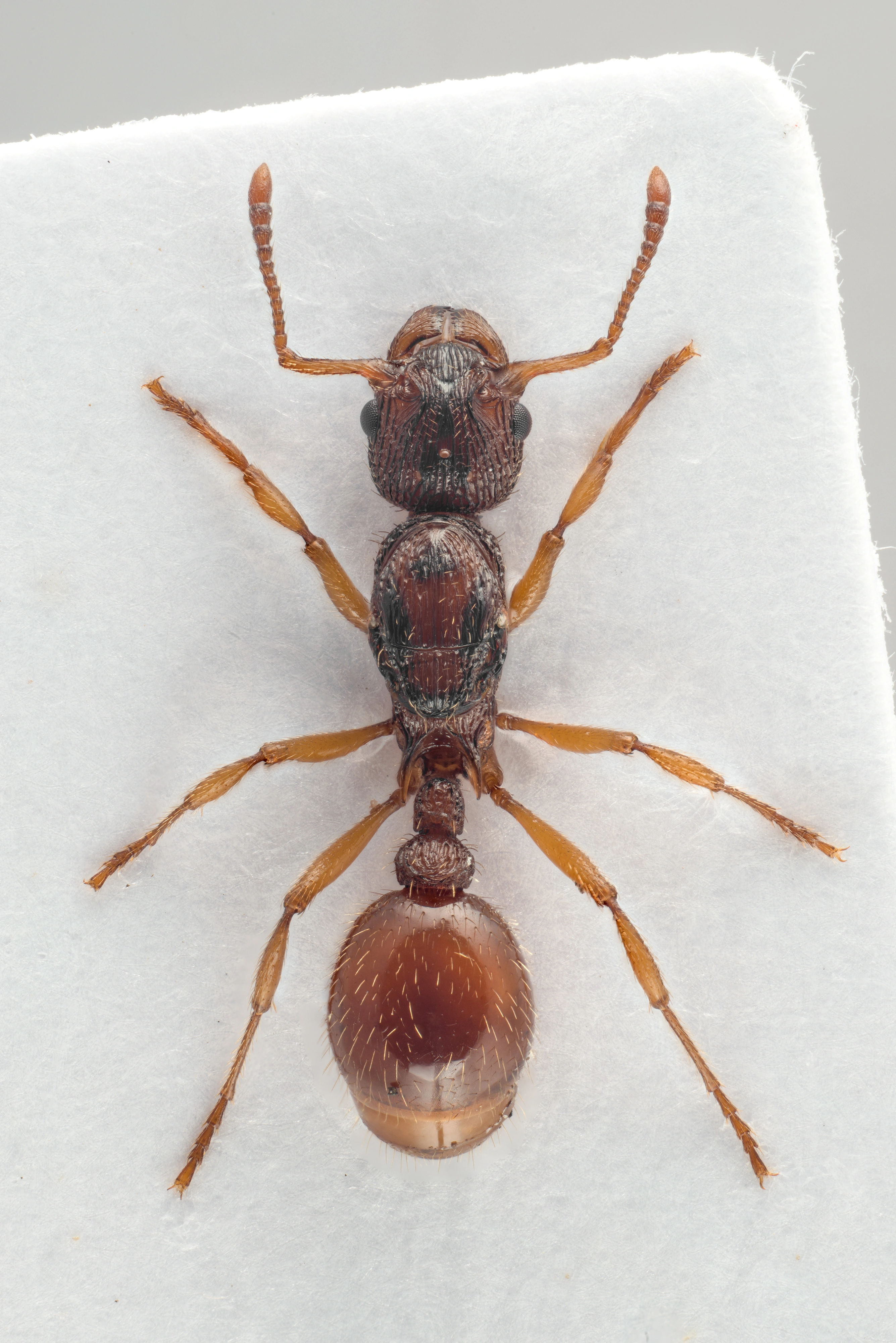 : Myrmica lonae.