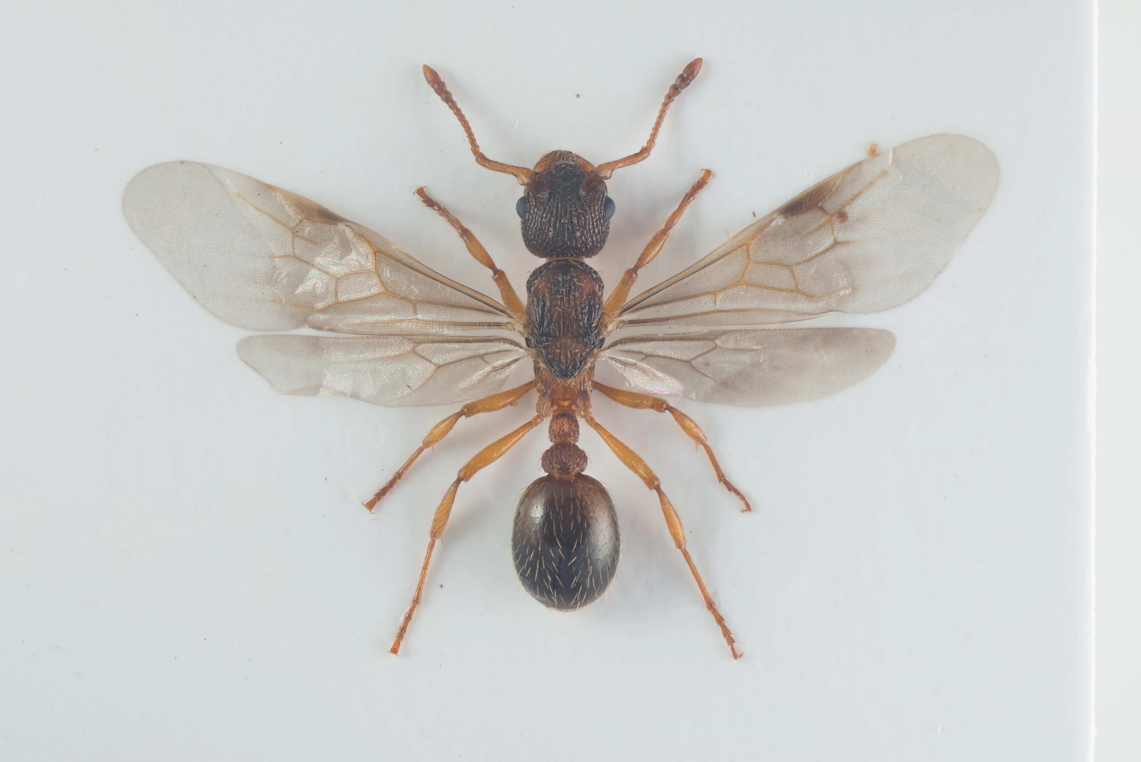 : Myrmica lonae.