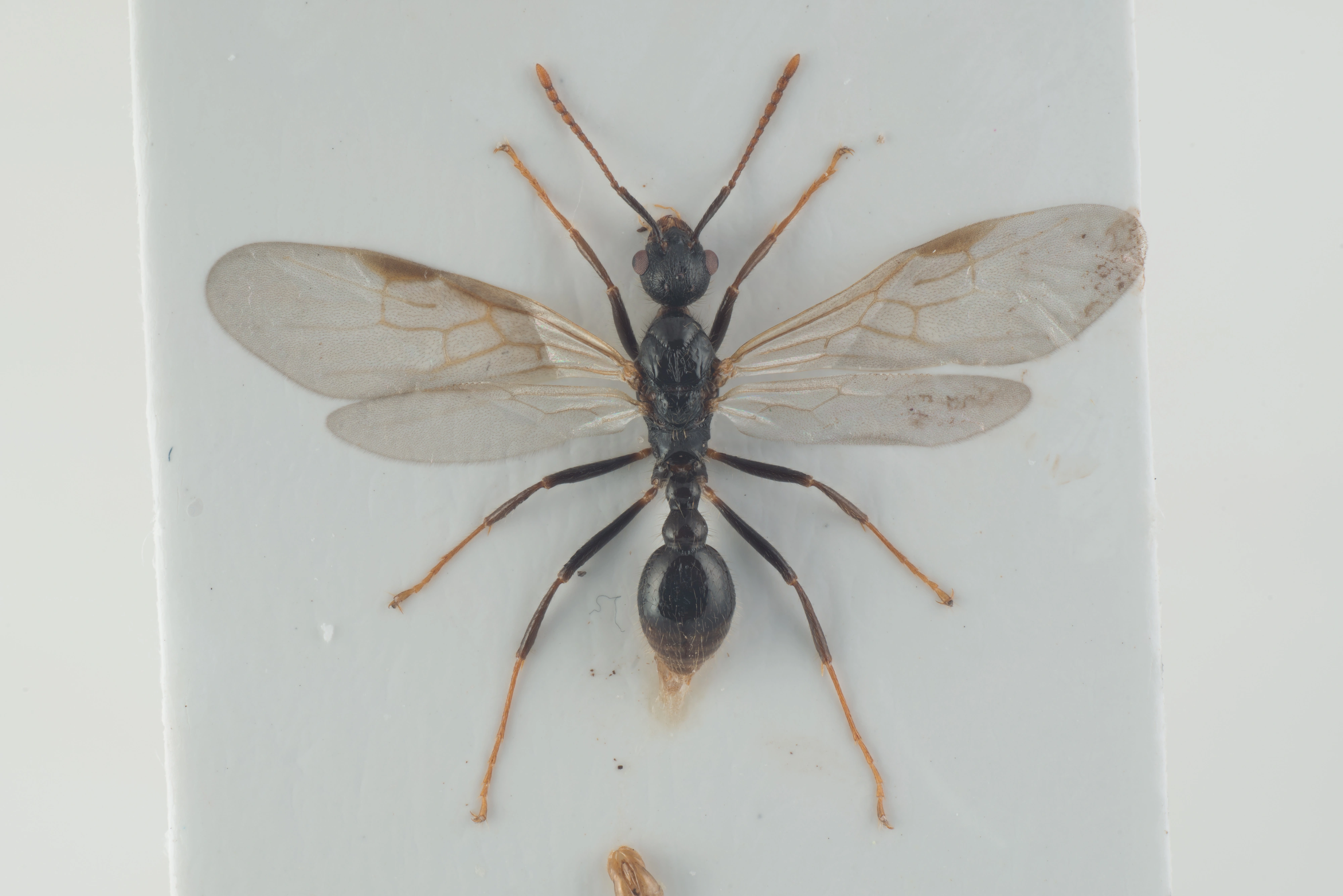 : Myrmica microrubra.