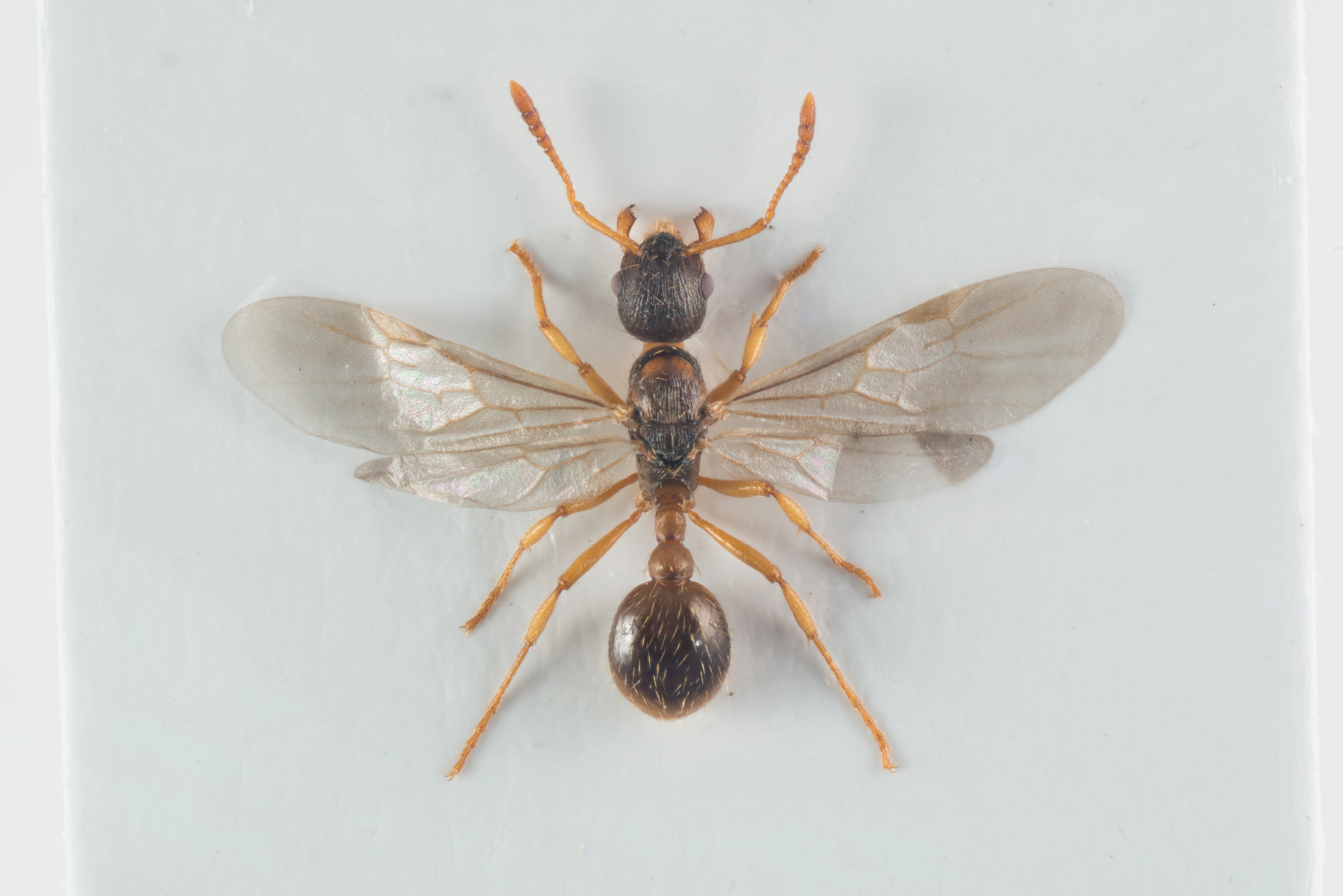 : Myrmica microrubra.