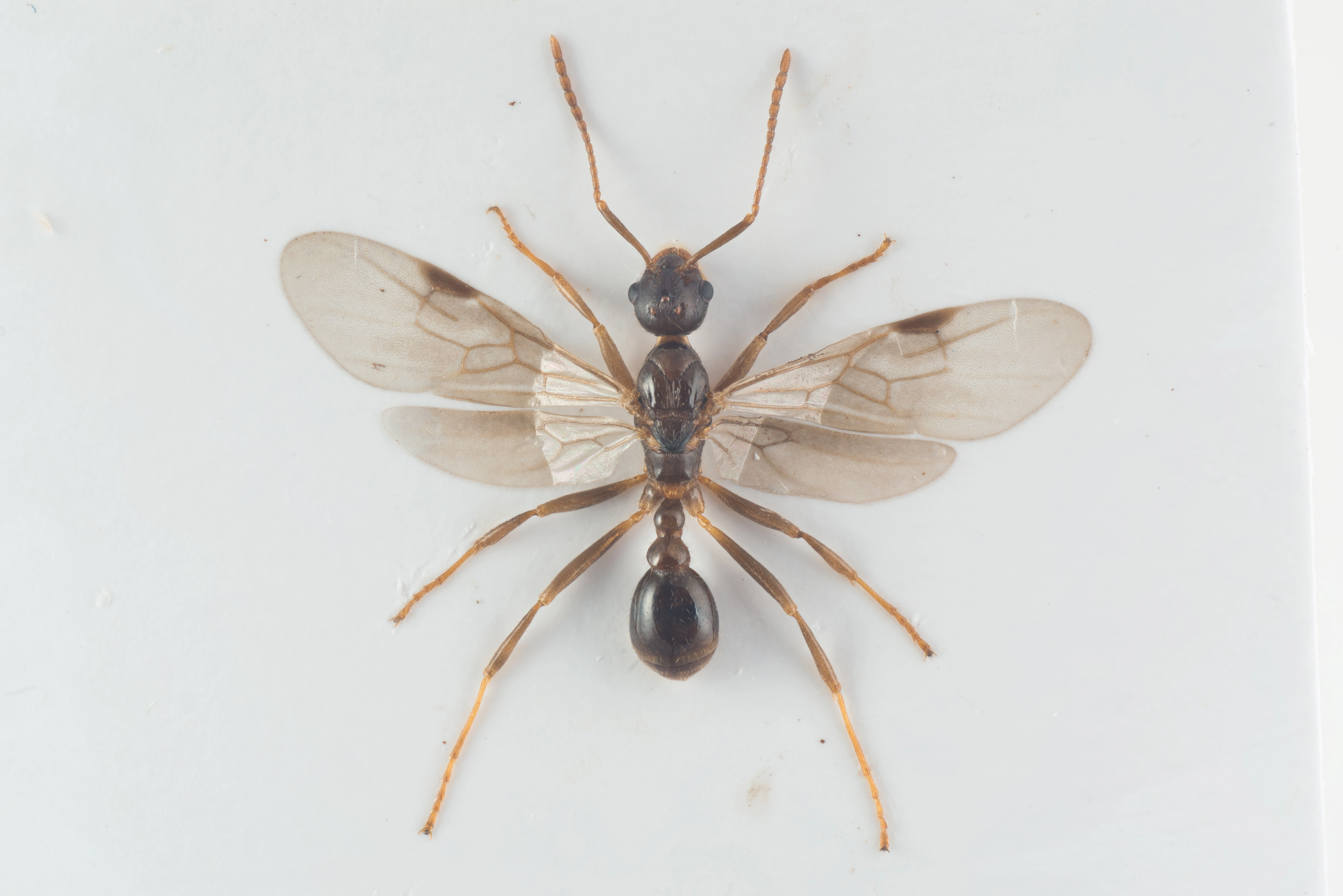 : Myrmica rubra.