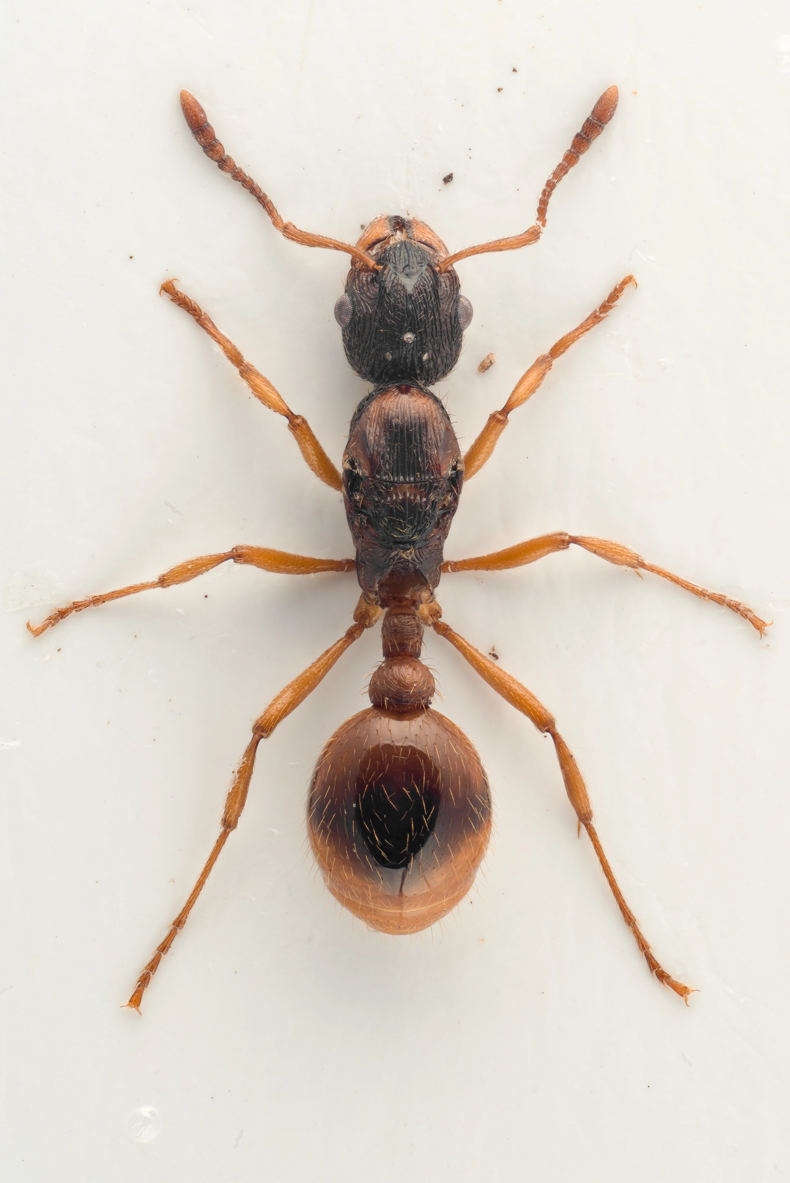 : Myrmica rubra.