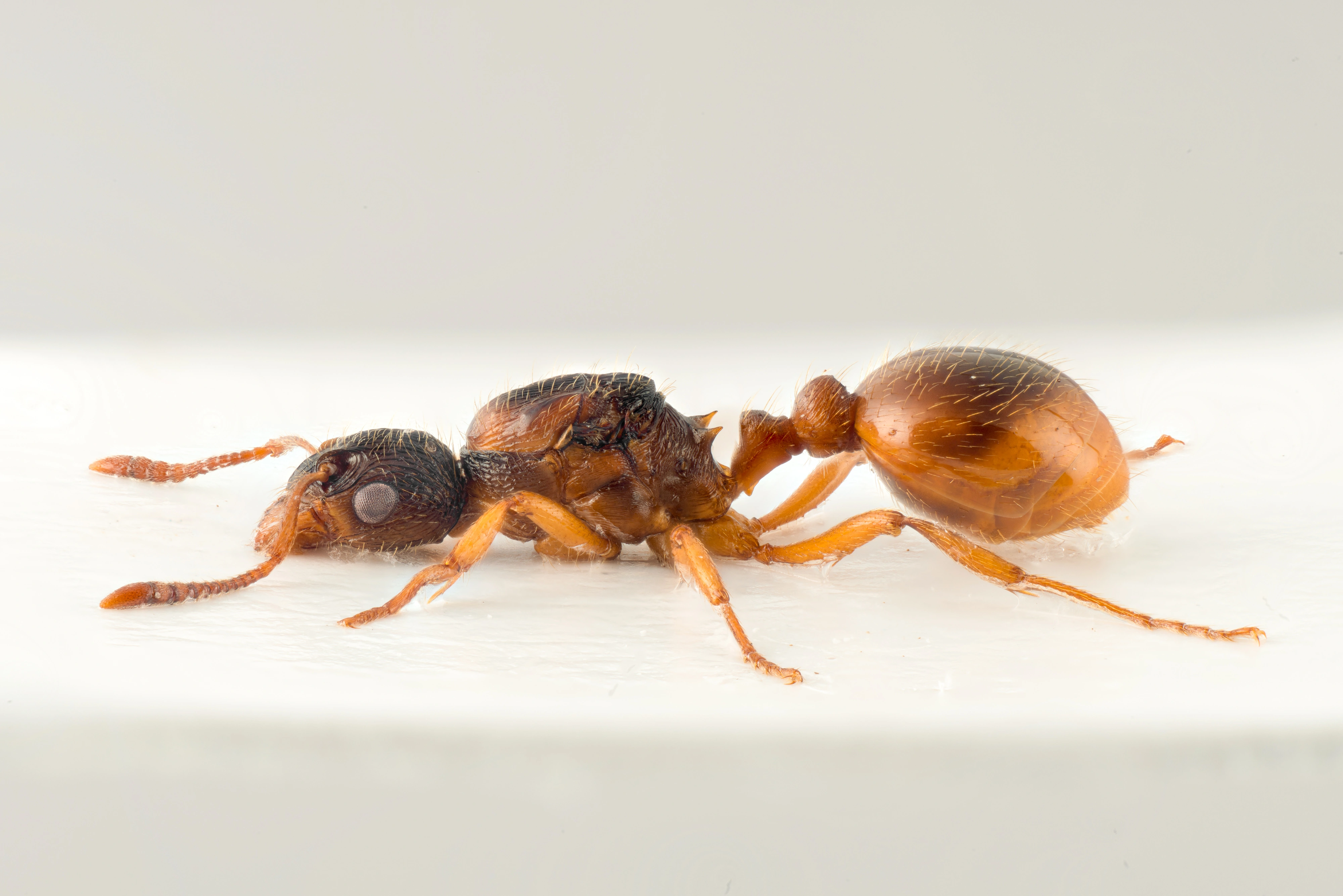 : Myrmica rubra.