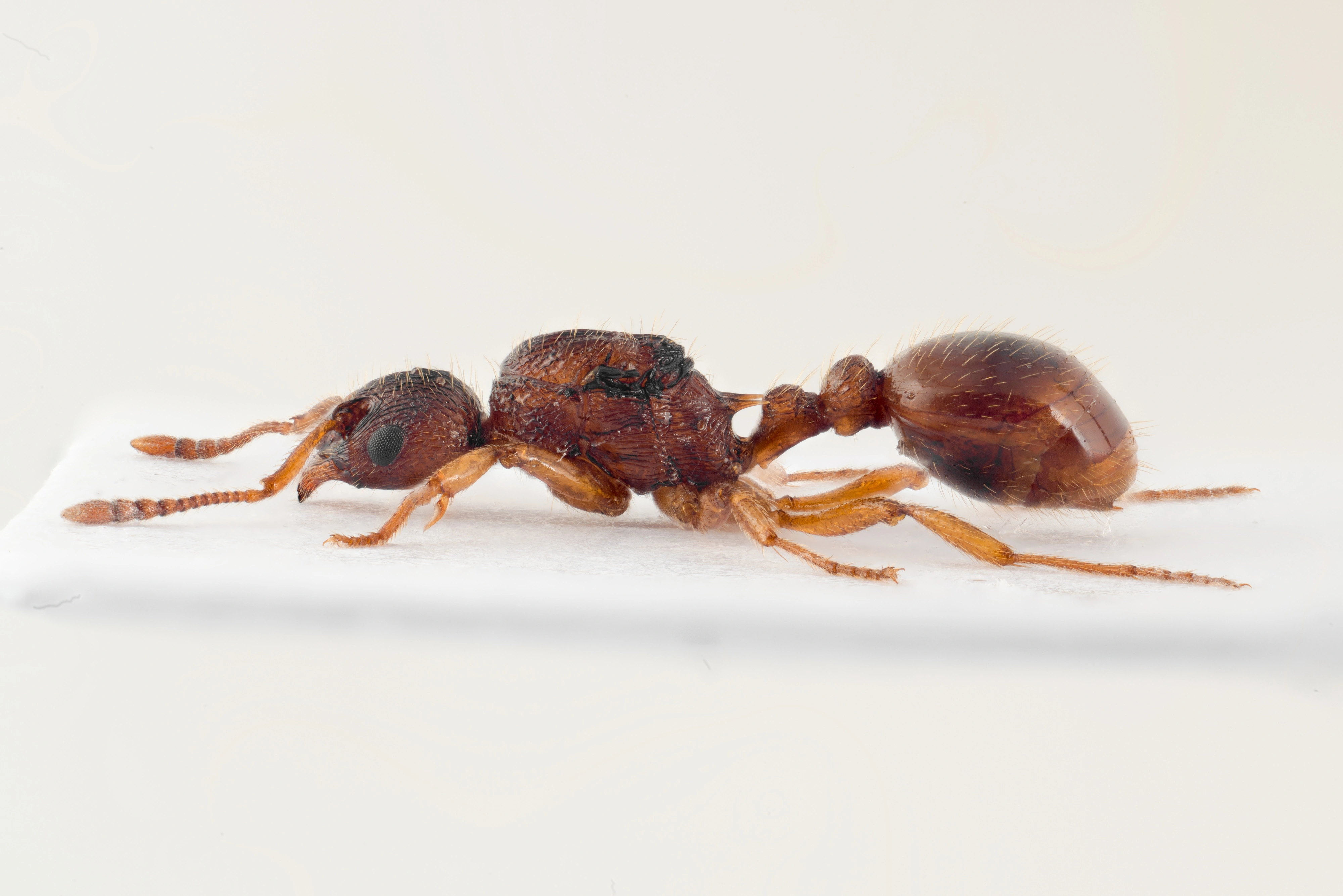 : Myrmica ruginodis.