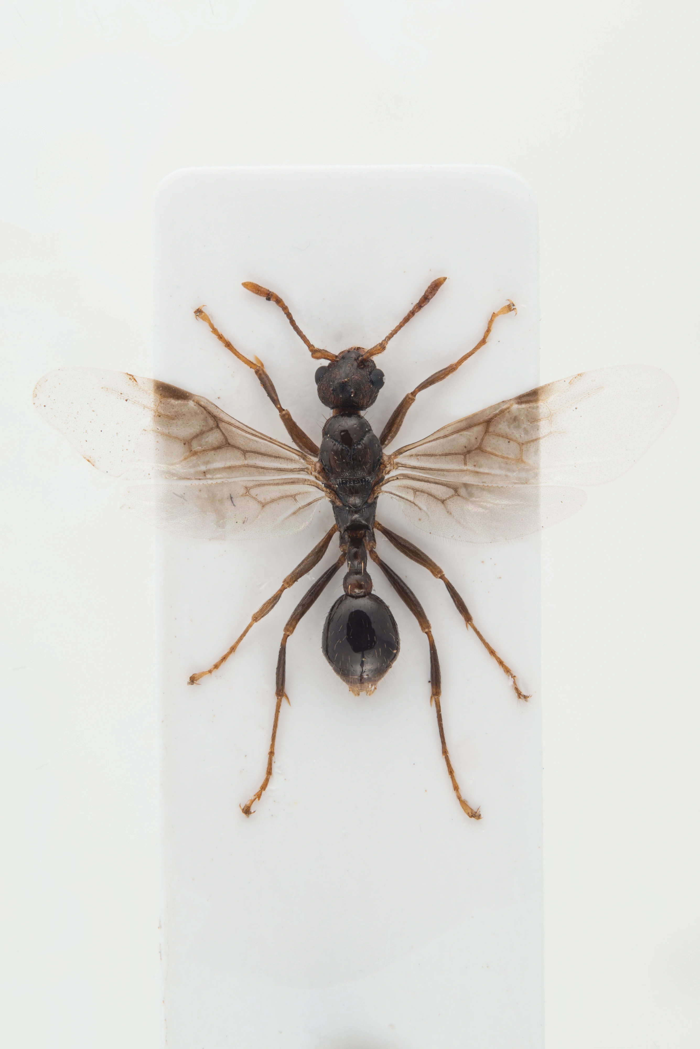 : Myrmica rugulosa.