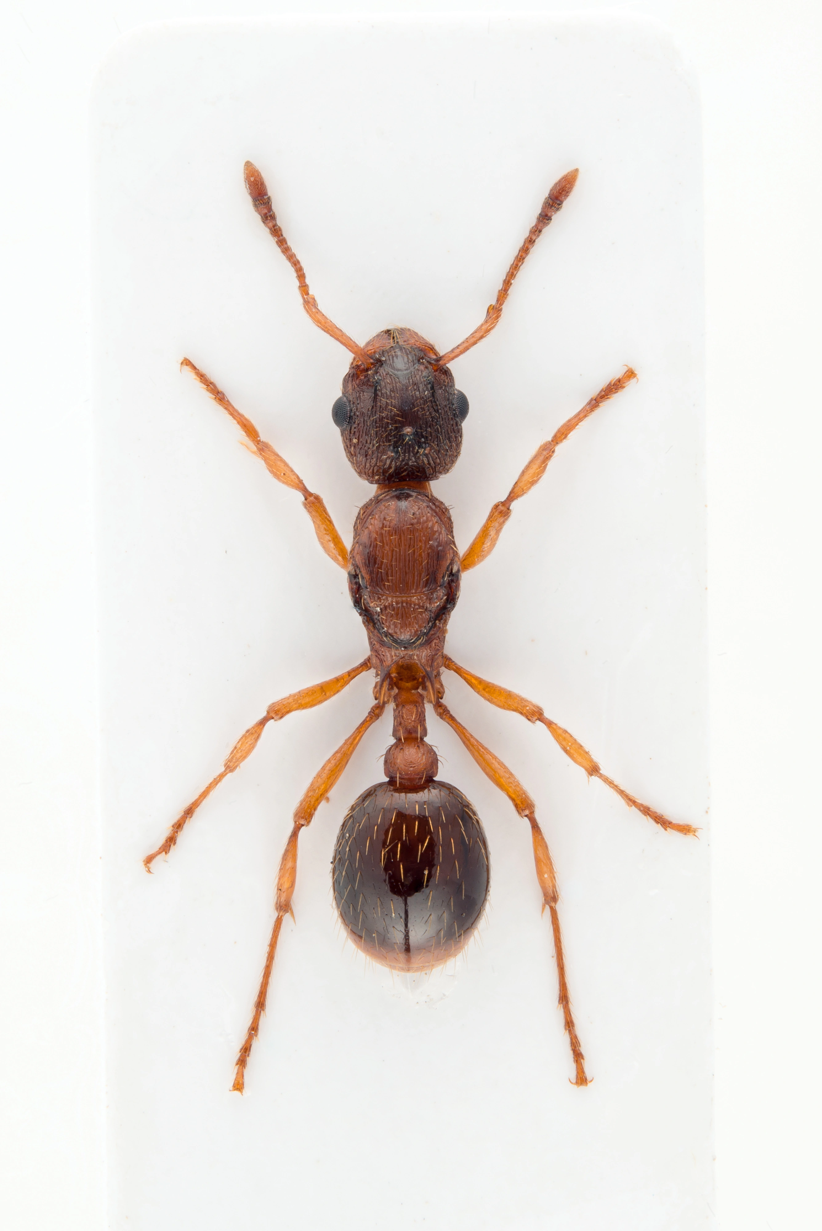 : Myrmica rugulosa.