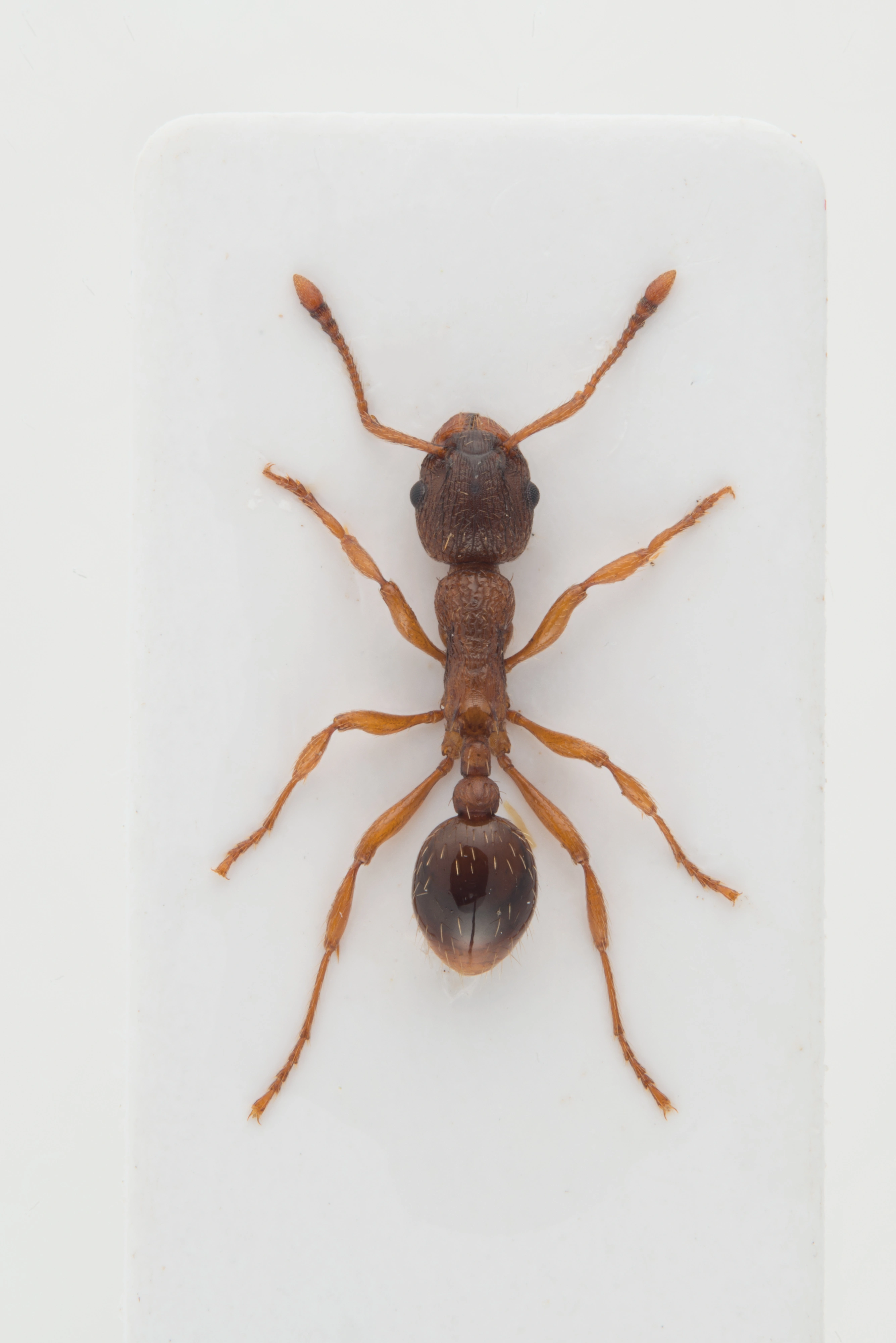 : Myrmica rugulosa.