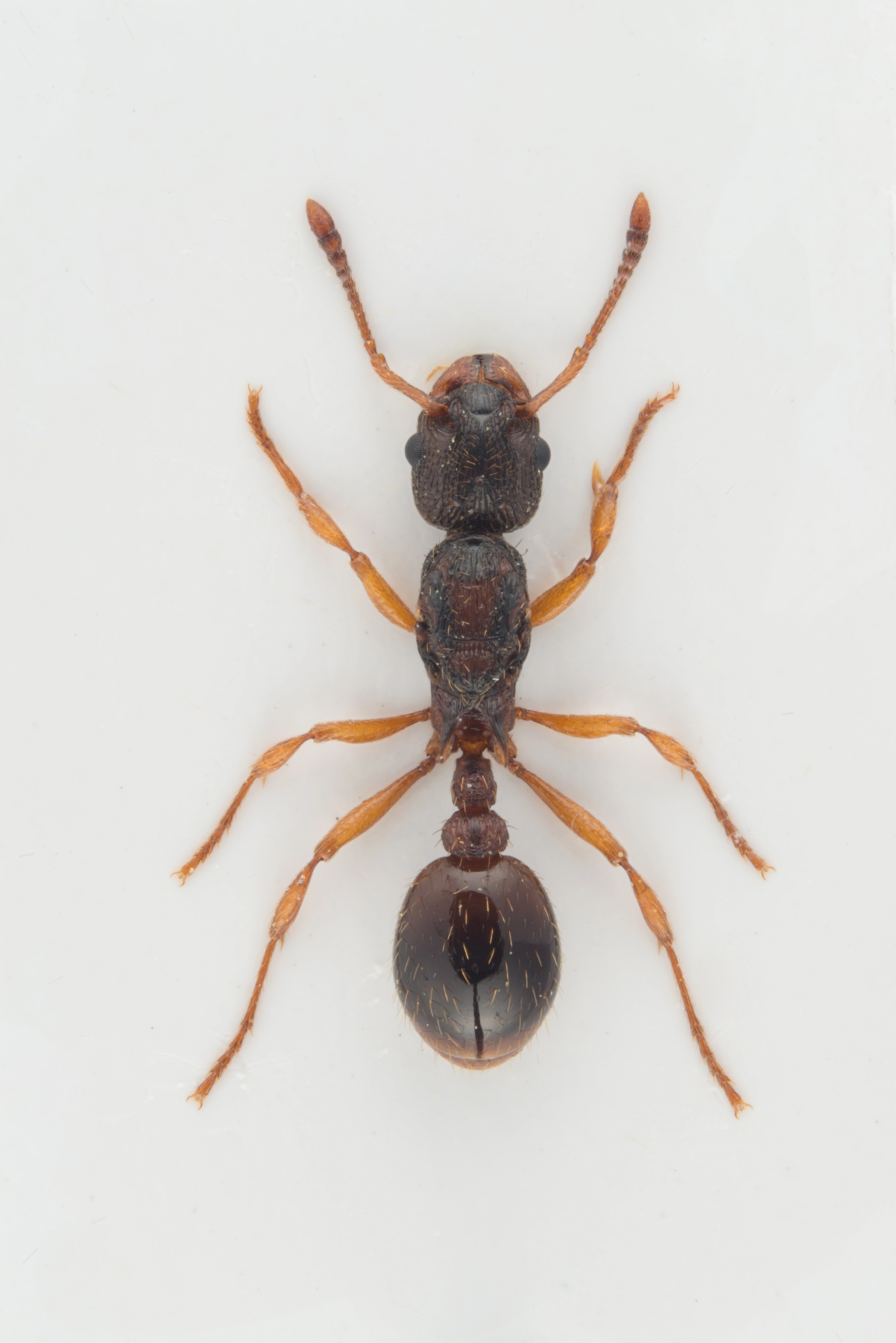 : Myrmica scabrinodis.