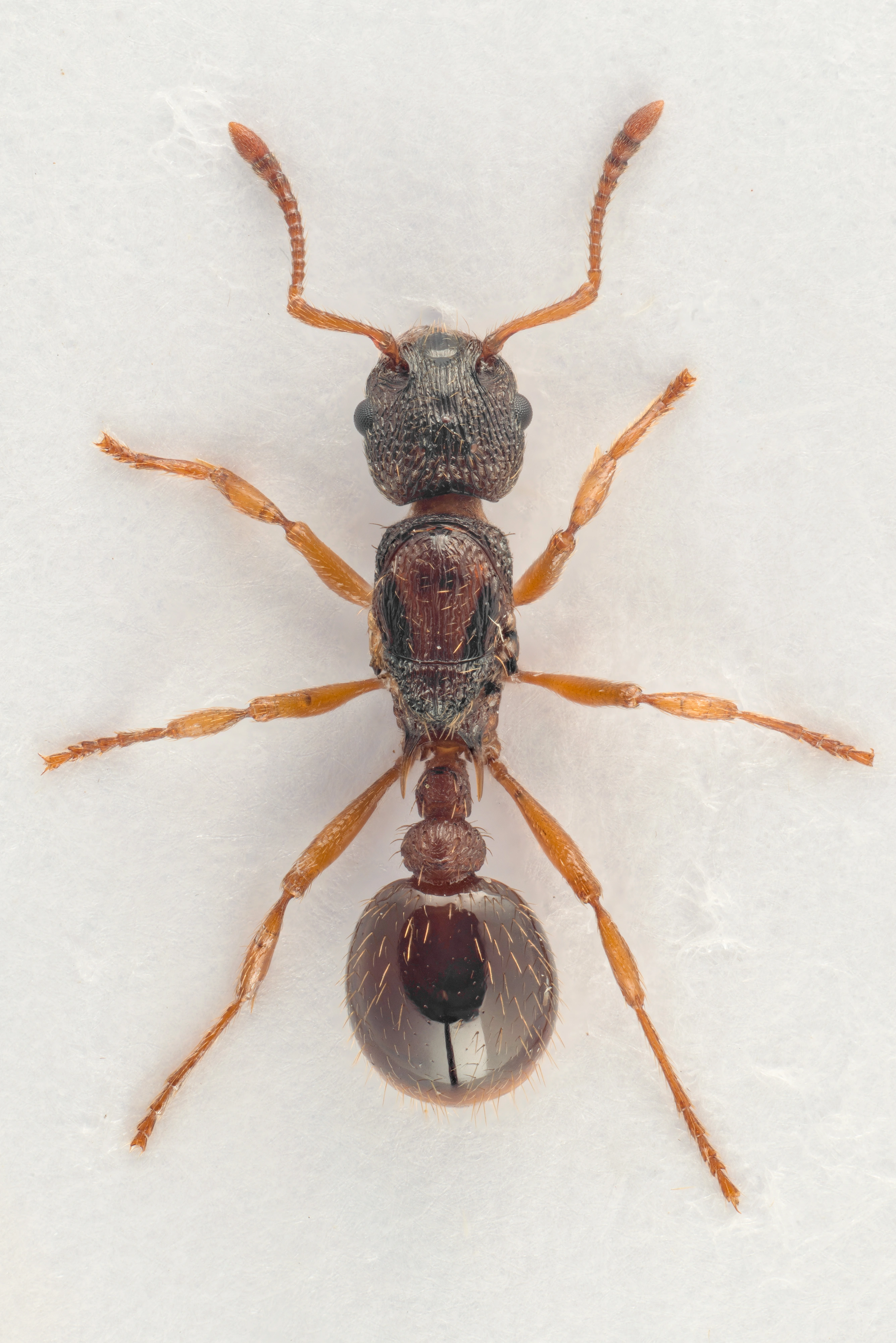 : Myrmica scabrinodis.