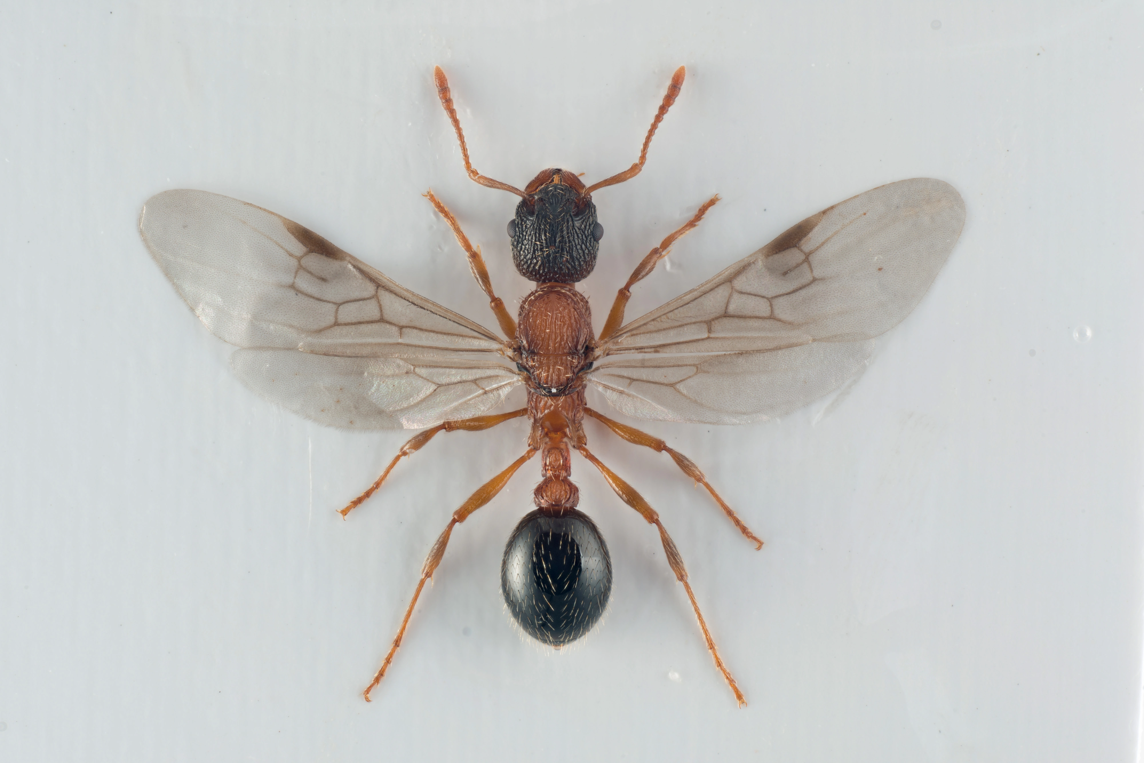 : Myrmica sulcinodis.