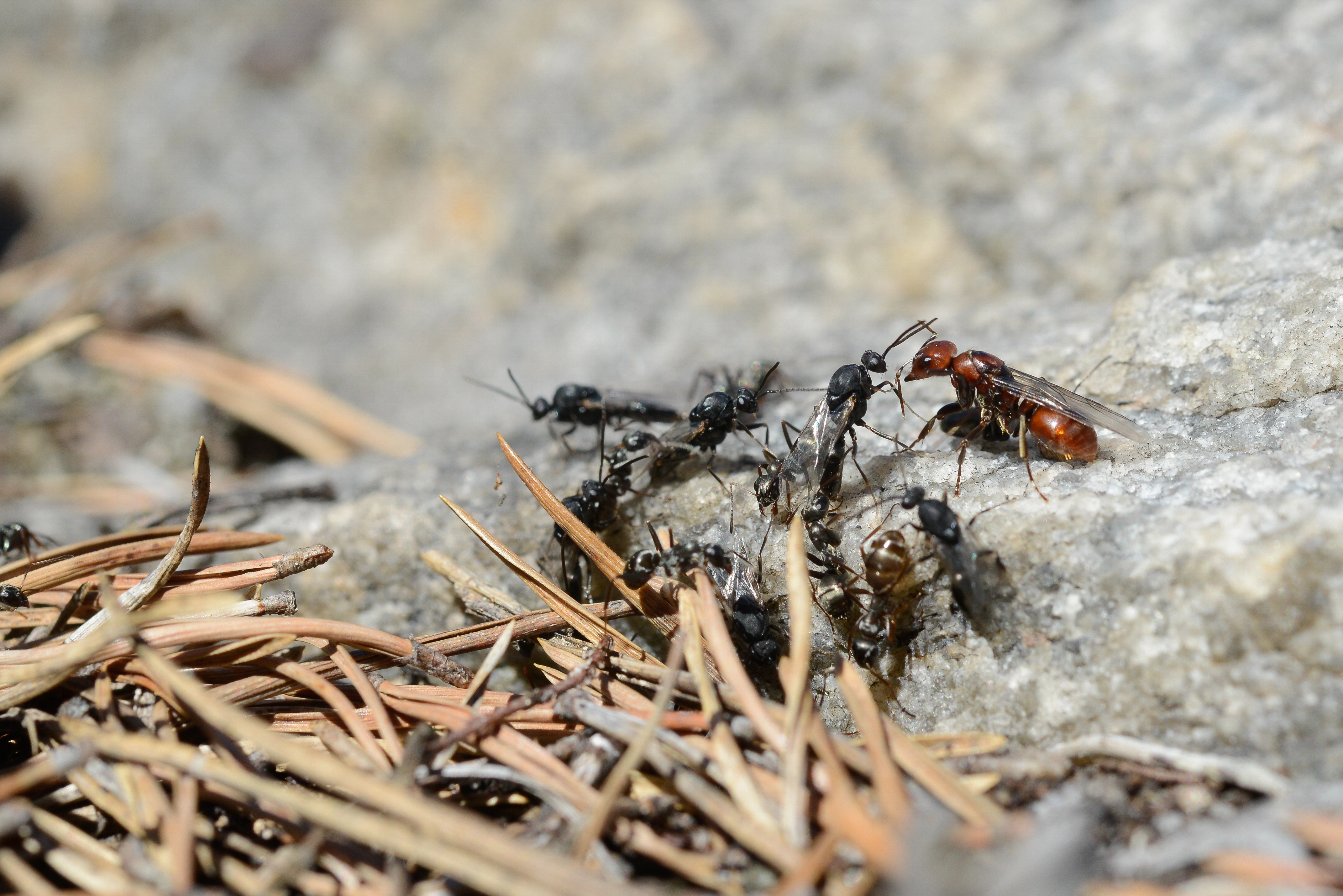 : Polyergus rufescens.