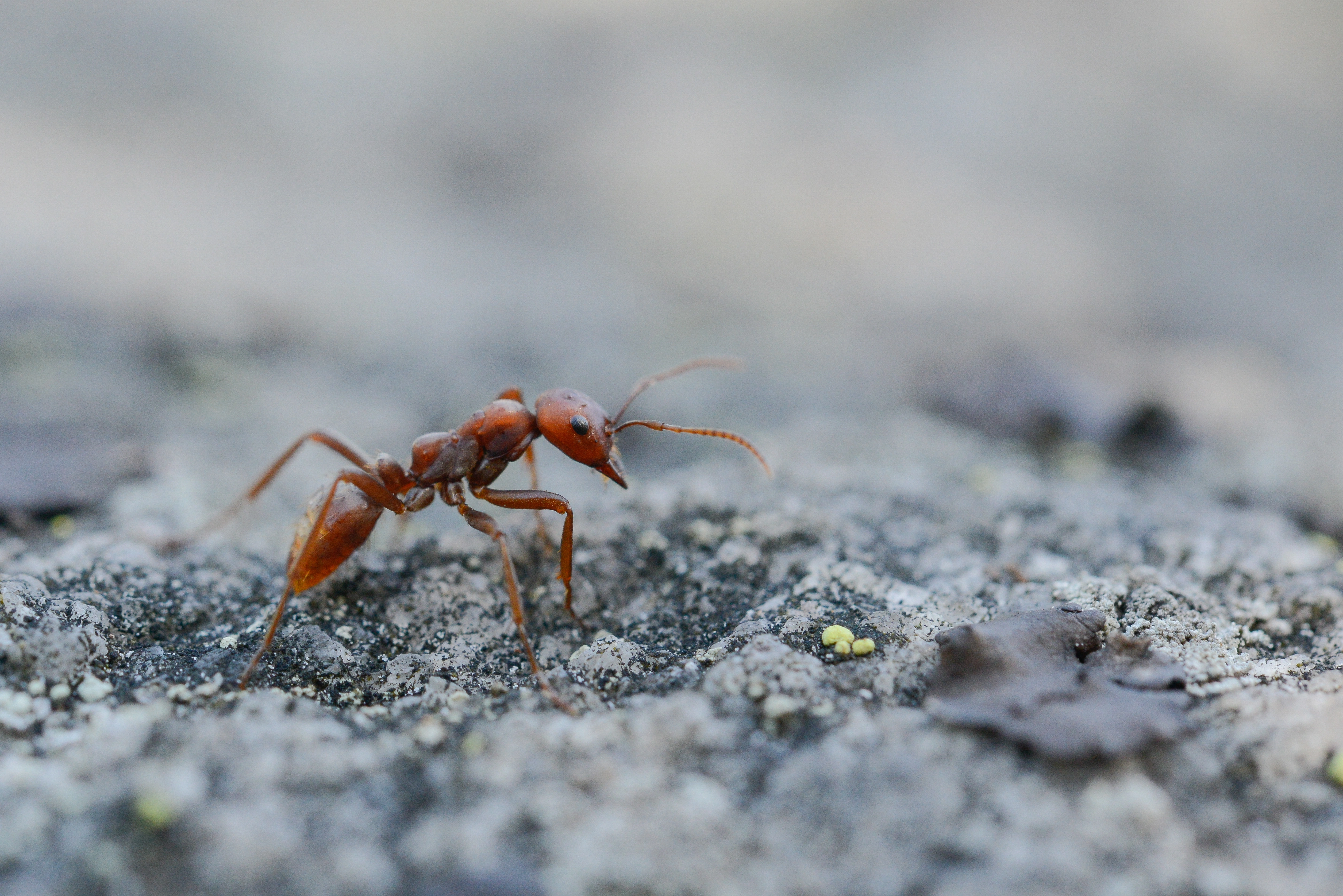 : Polyergus rufescens.