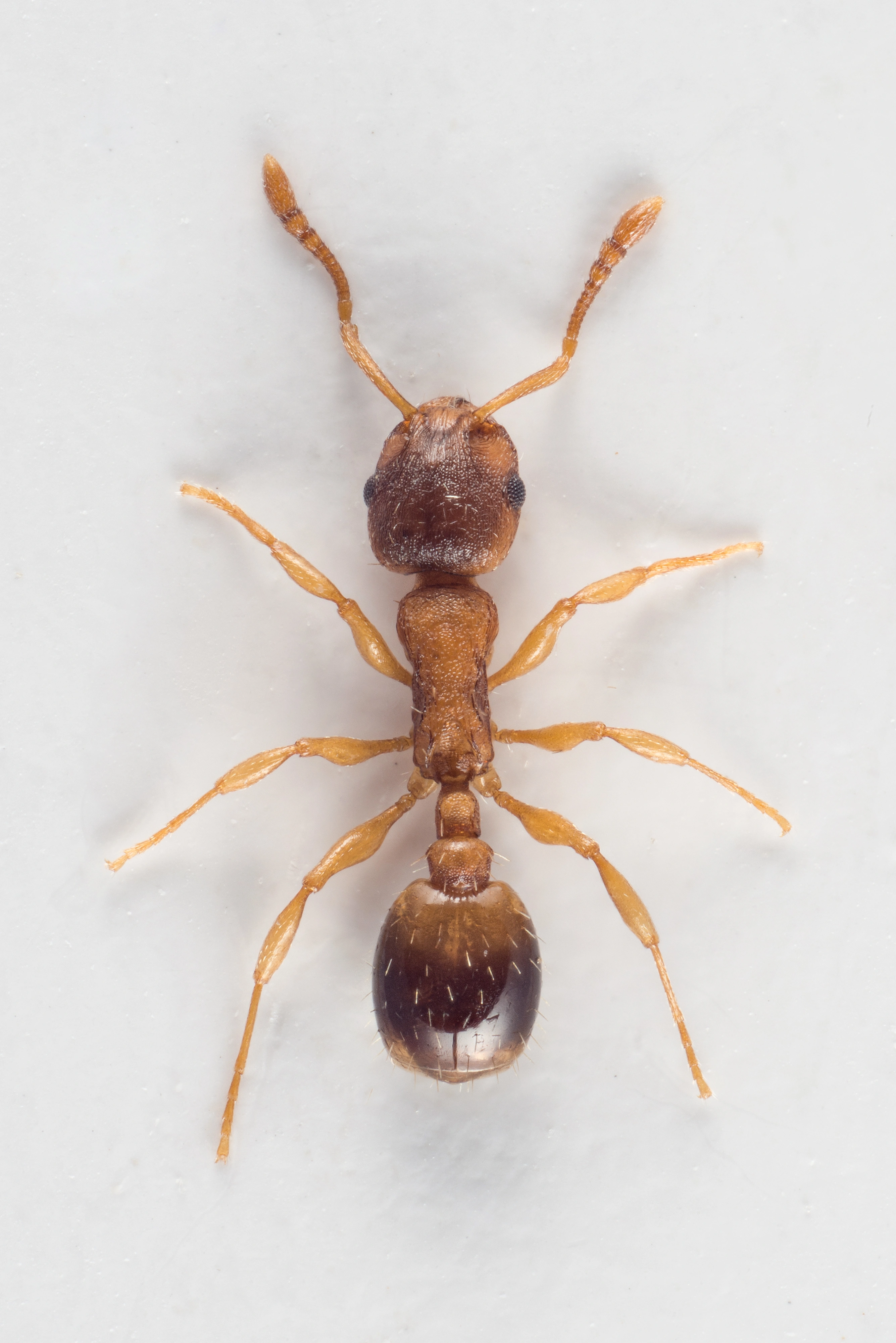 : Temnothorax nylanderi.