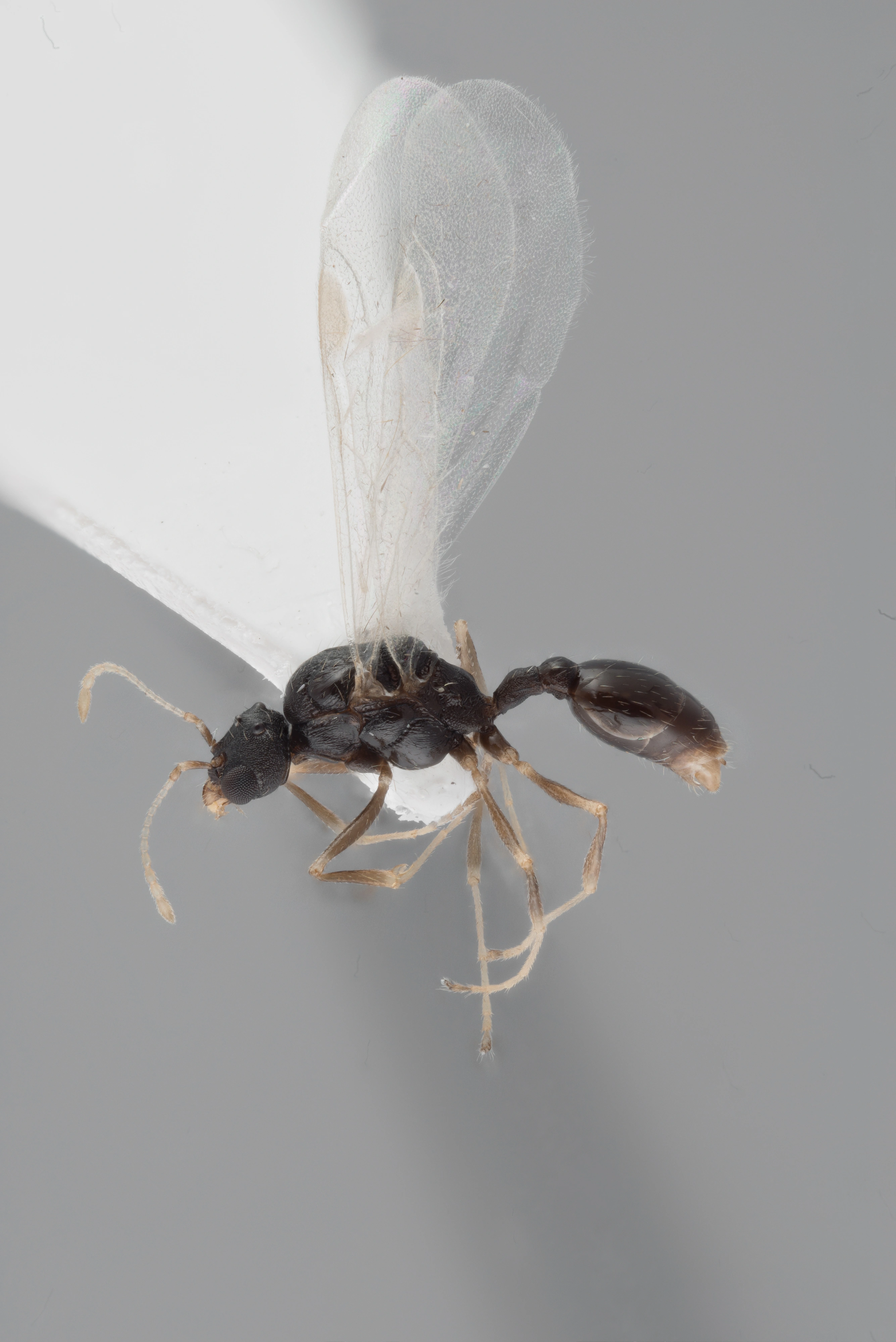 : Temnothorax tuberum.