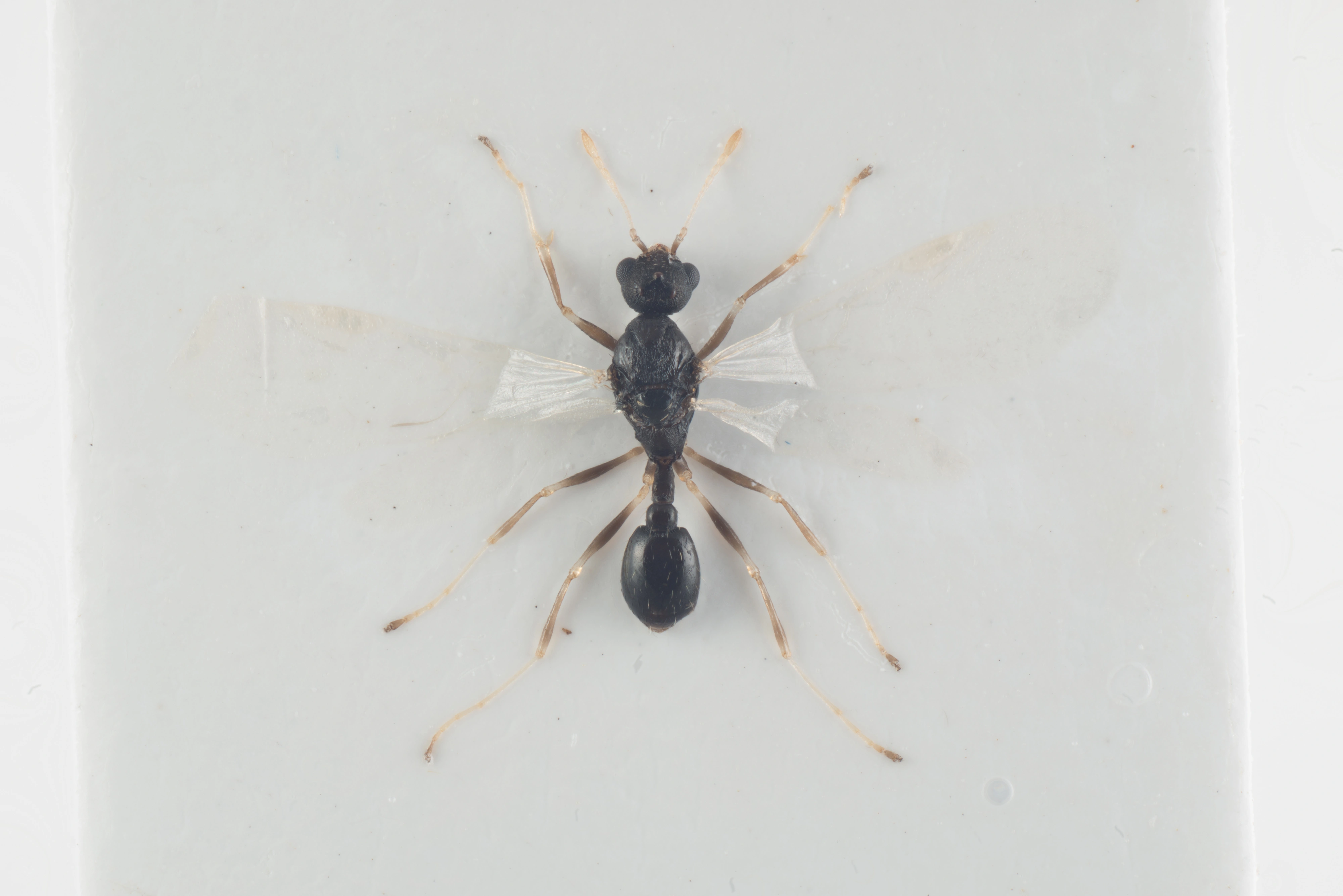 : Temnothorax tuberum.