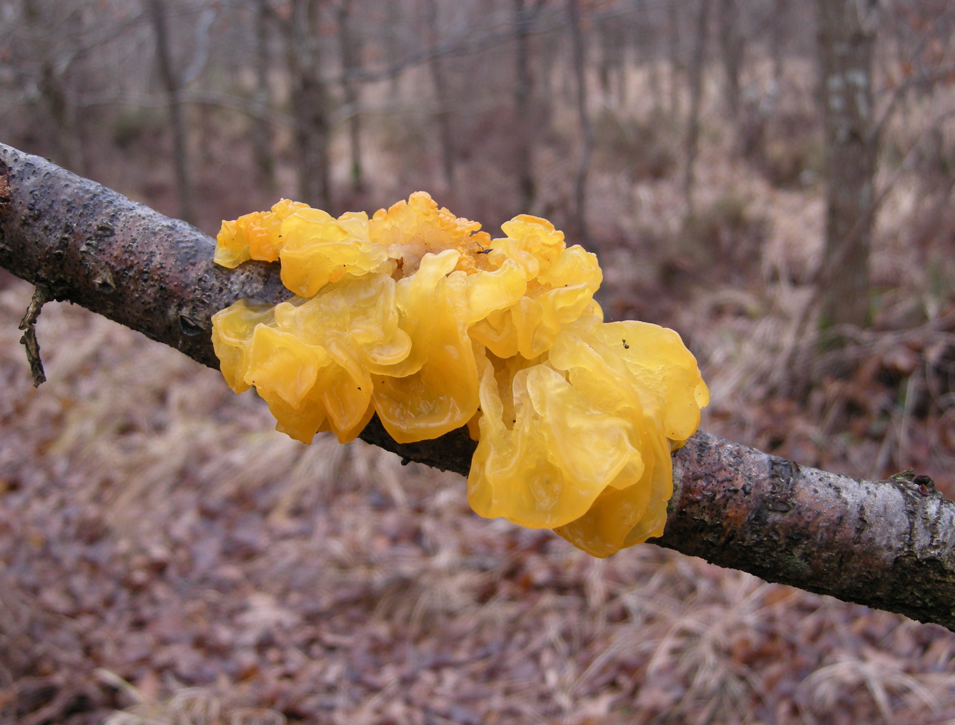 : Tremella mesenterica.