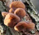 : Auricularia auricula-judae.