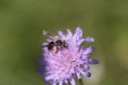 : Andrena hattorfiana.