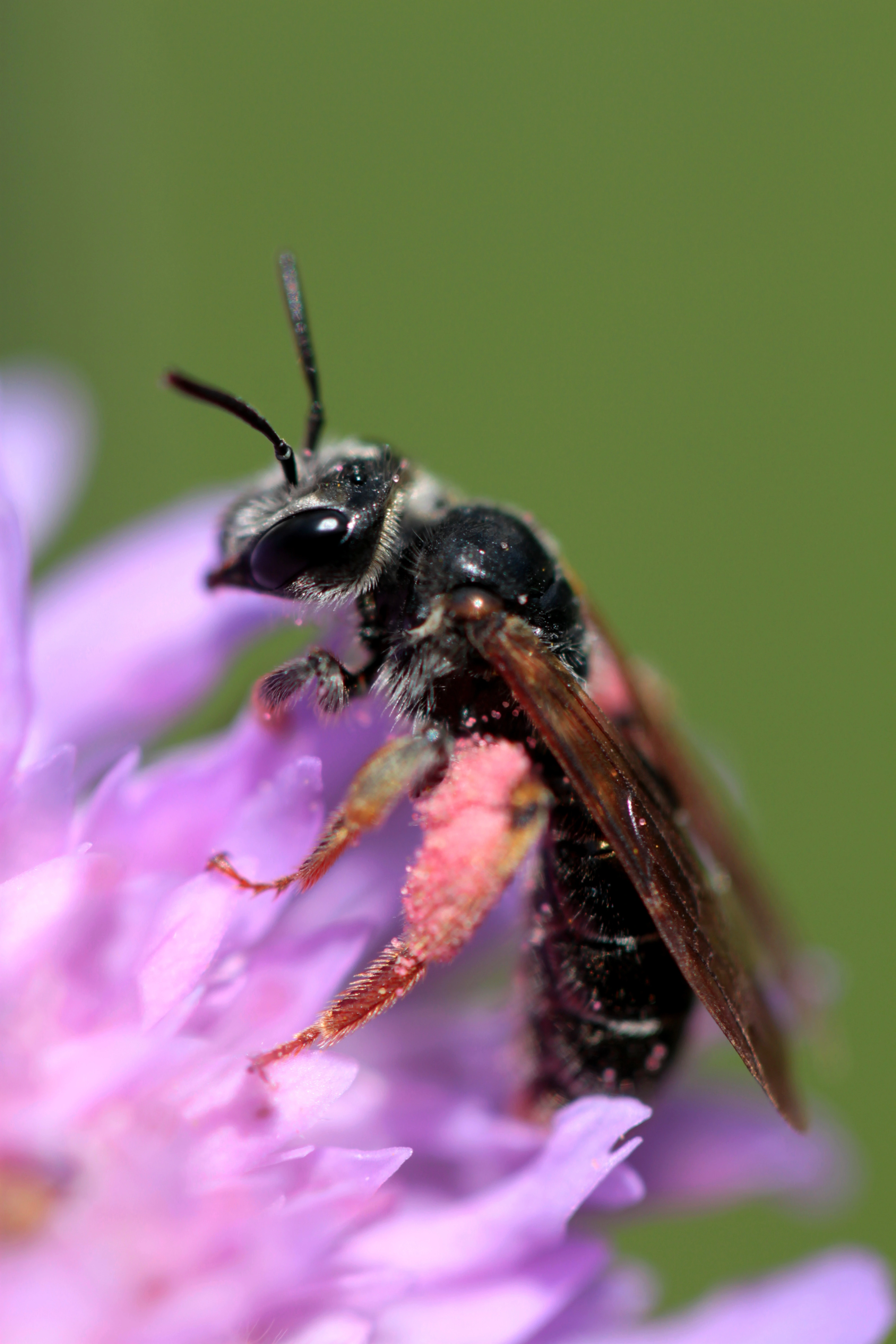 : Andrena hattorfiana.