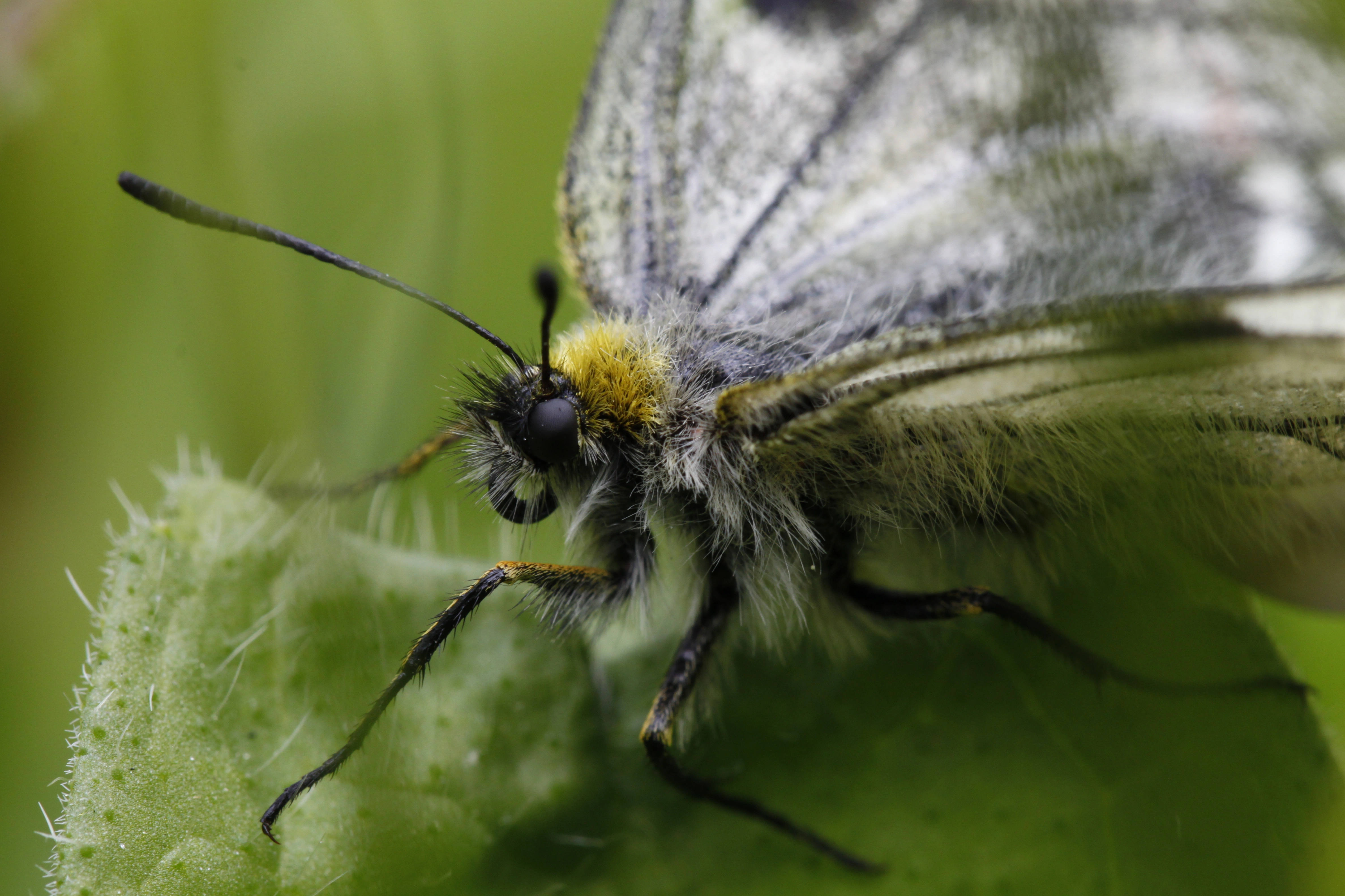 : Parnassius mnemosyne.