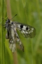 : Parnassius mnemosyne.