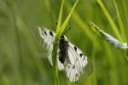 : Parnassius mnemosyne.