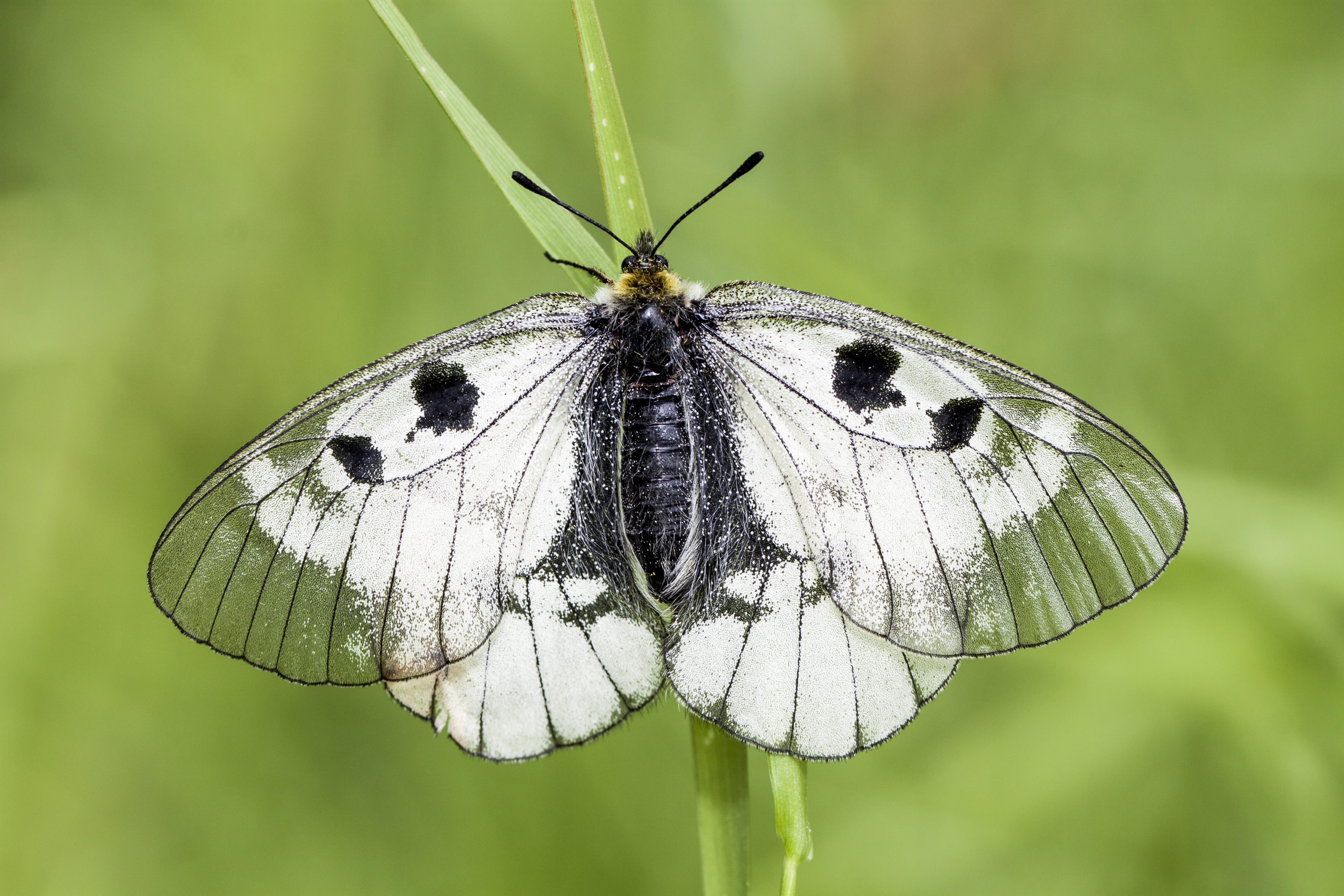 : Parnassius mnemosyne.