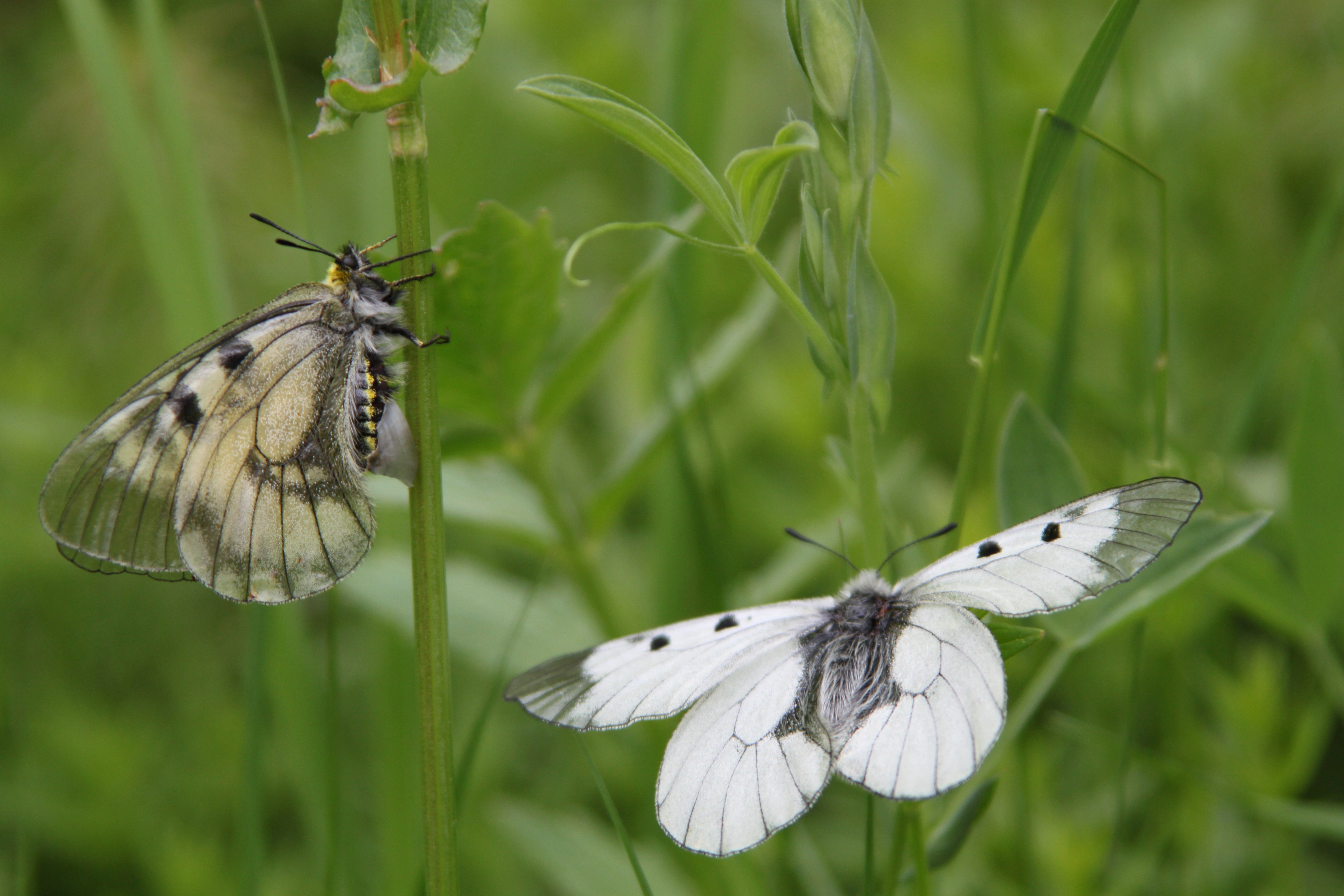 : Parnassius mnemosyne.