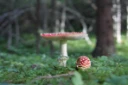 : Amanita muscaria.