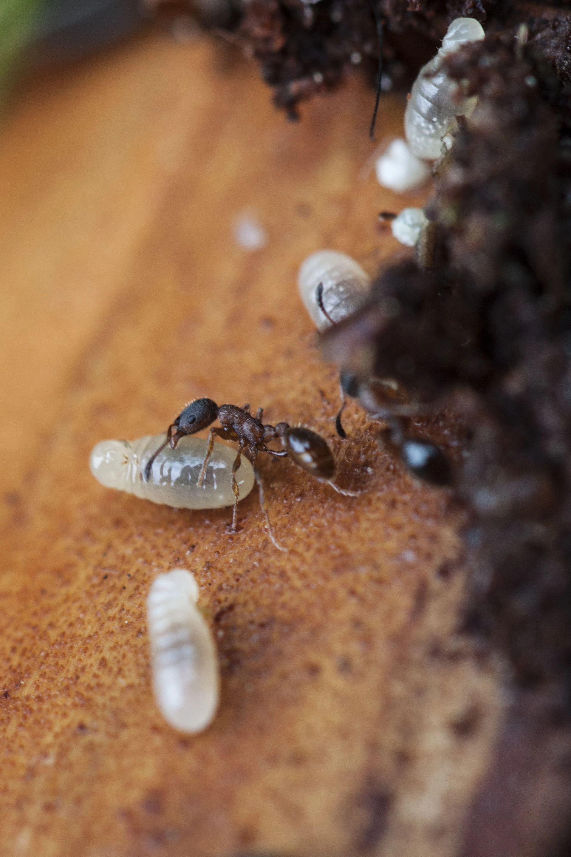 : Leptothorax acervorum.