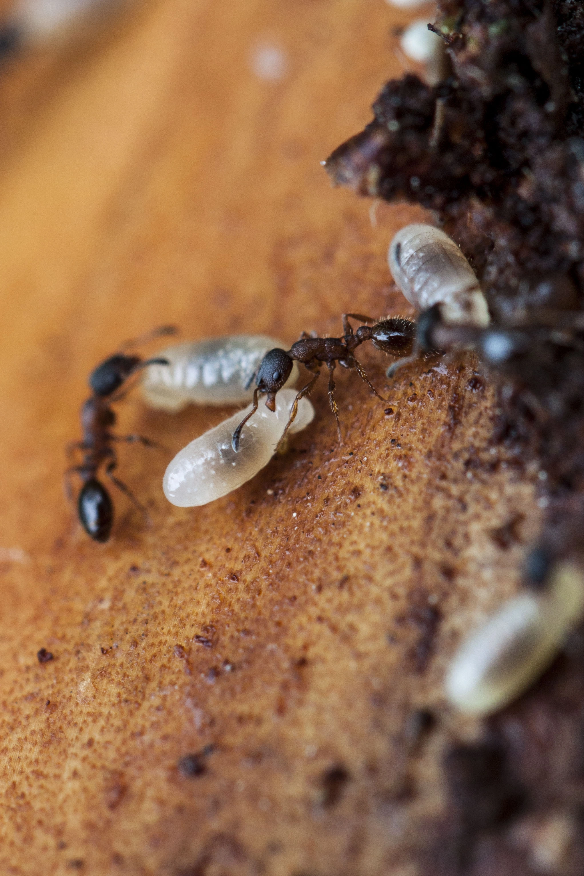 : Leptothorax acervorum.