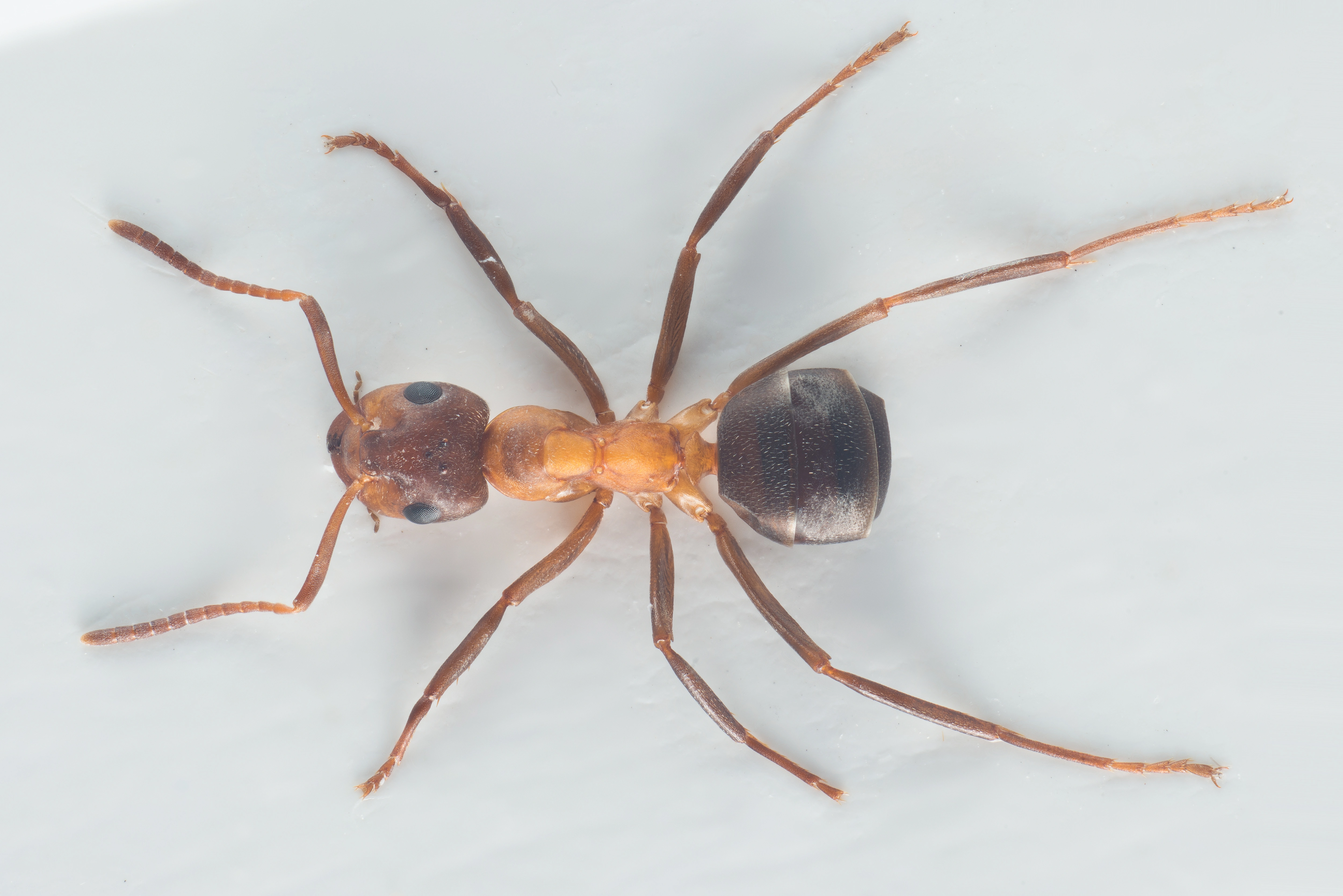 : Formica (Coptoformica) pressilabris.