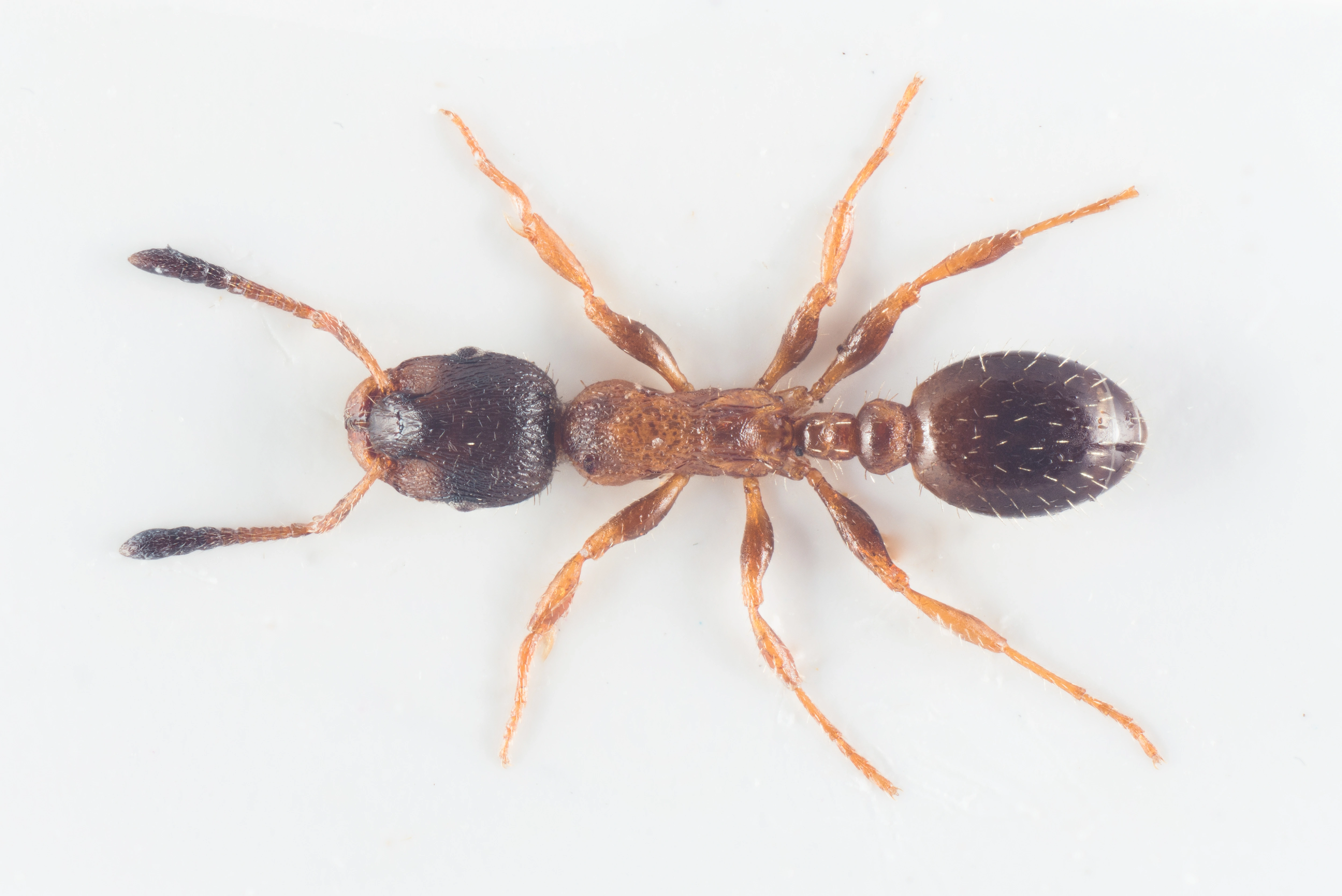 : Leptothorax acervorum.