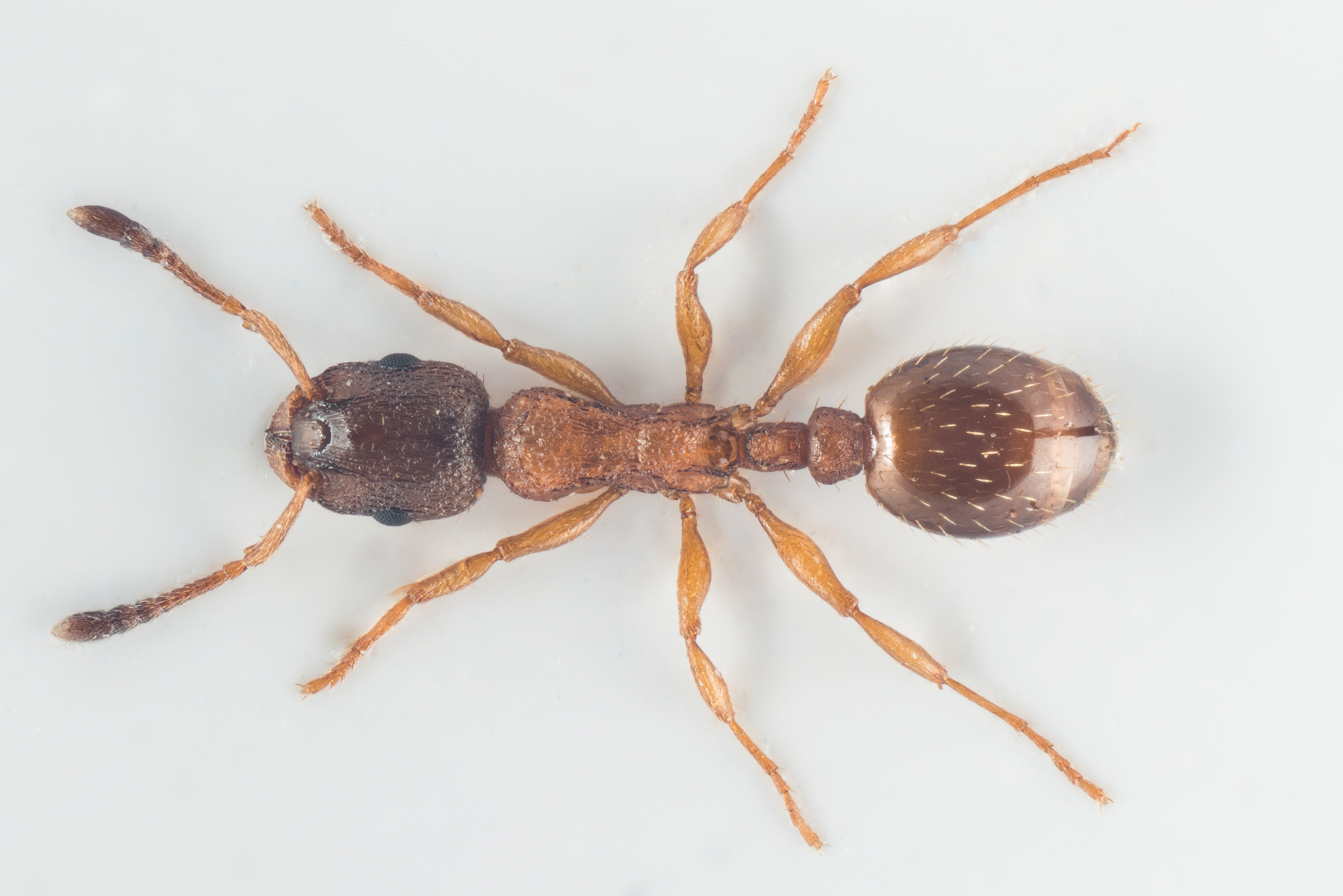 : Leptothorax gredleri.